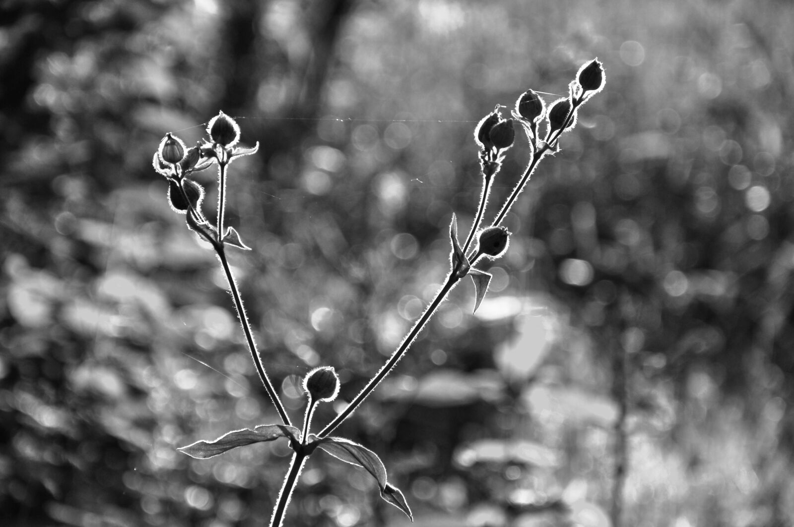Nikon D90 sample photo. Plant, bud, twig photography