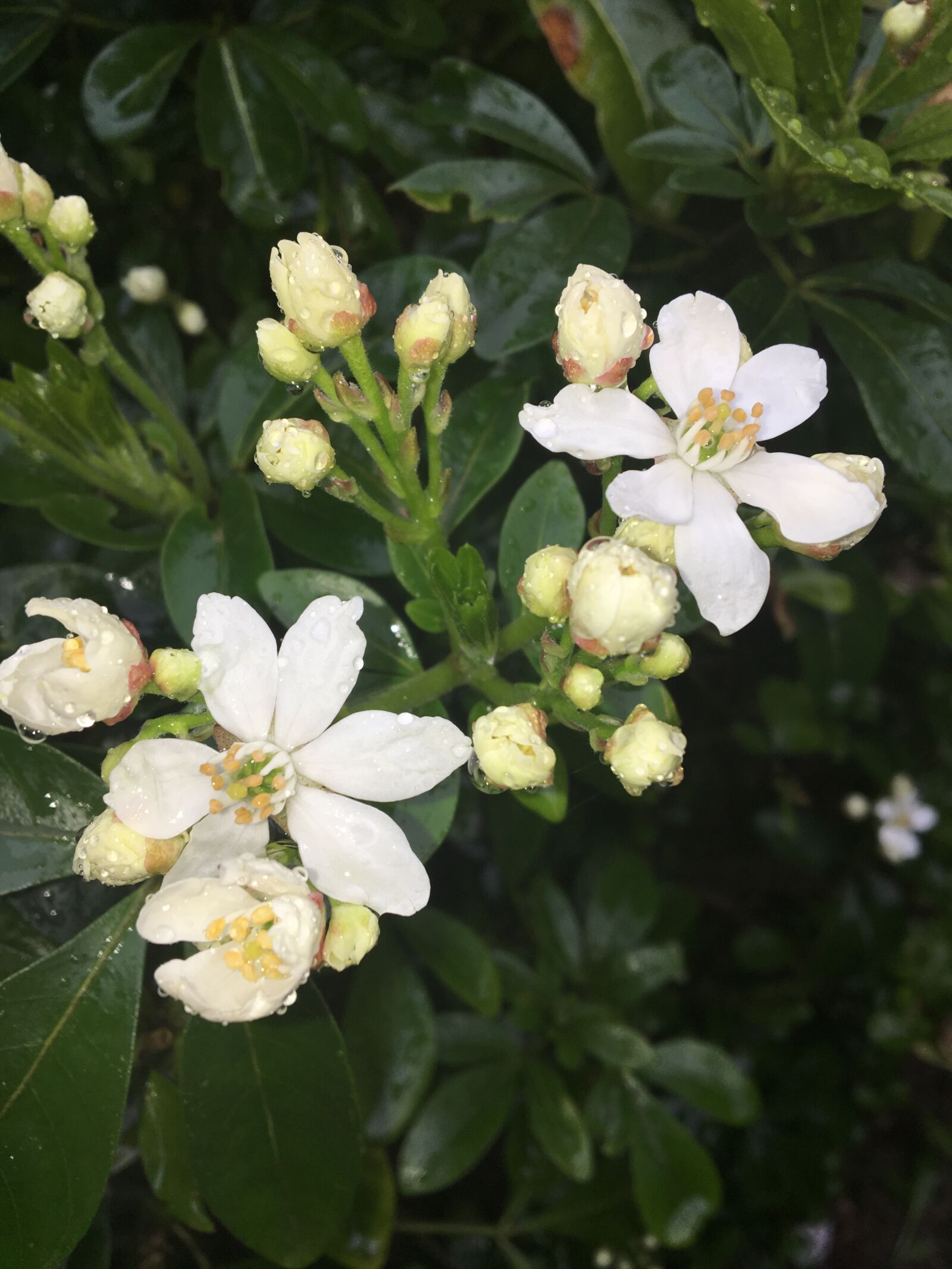 Apple iPhone 6s sample photo. Flower, flora, nature photography