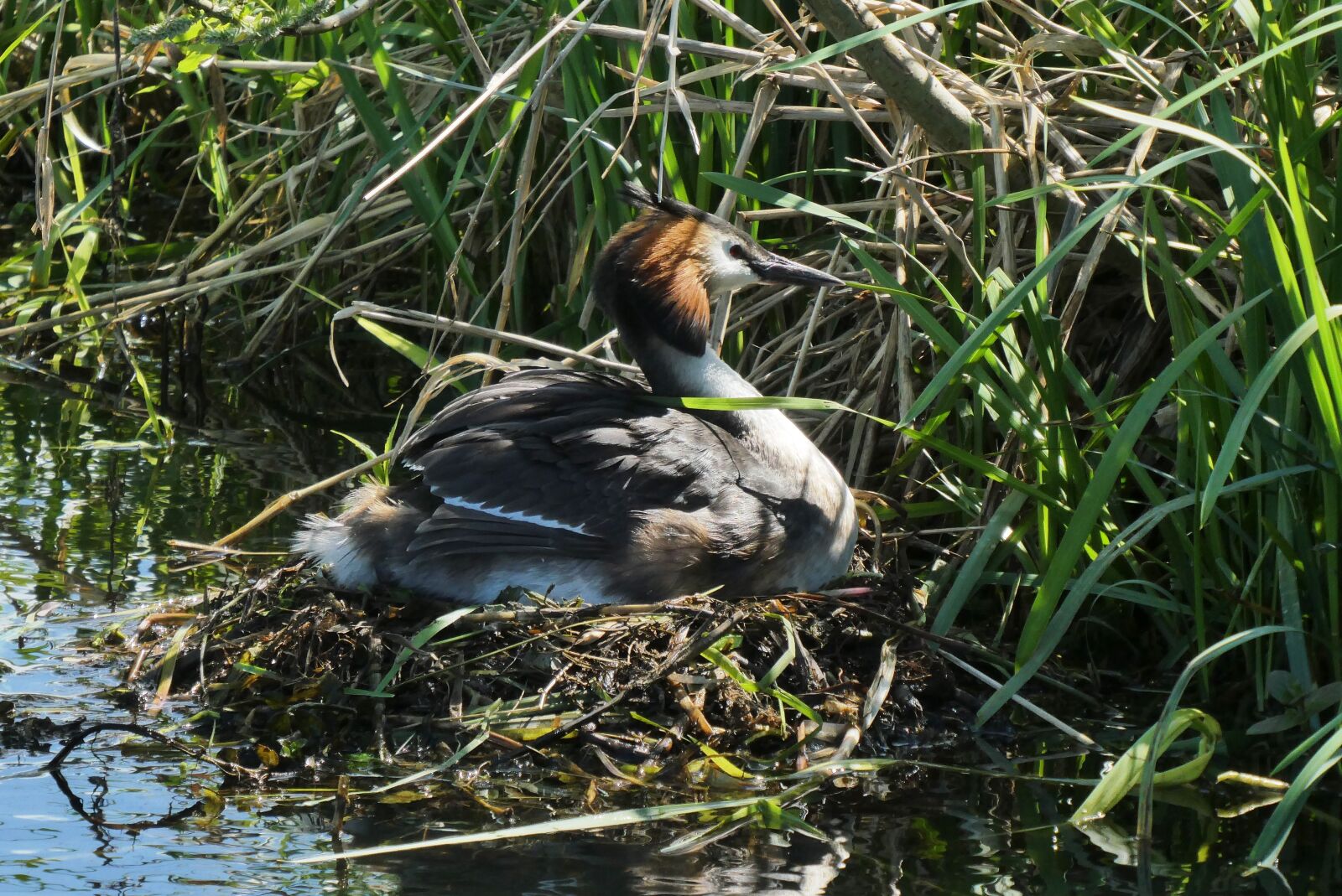 Panasonic Lumix DC-ZS70 (Lumix DC-TZ90) sample photo. Grebe, bird's nest, hatch photography