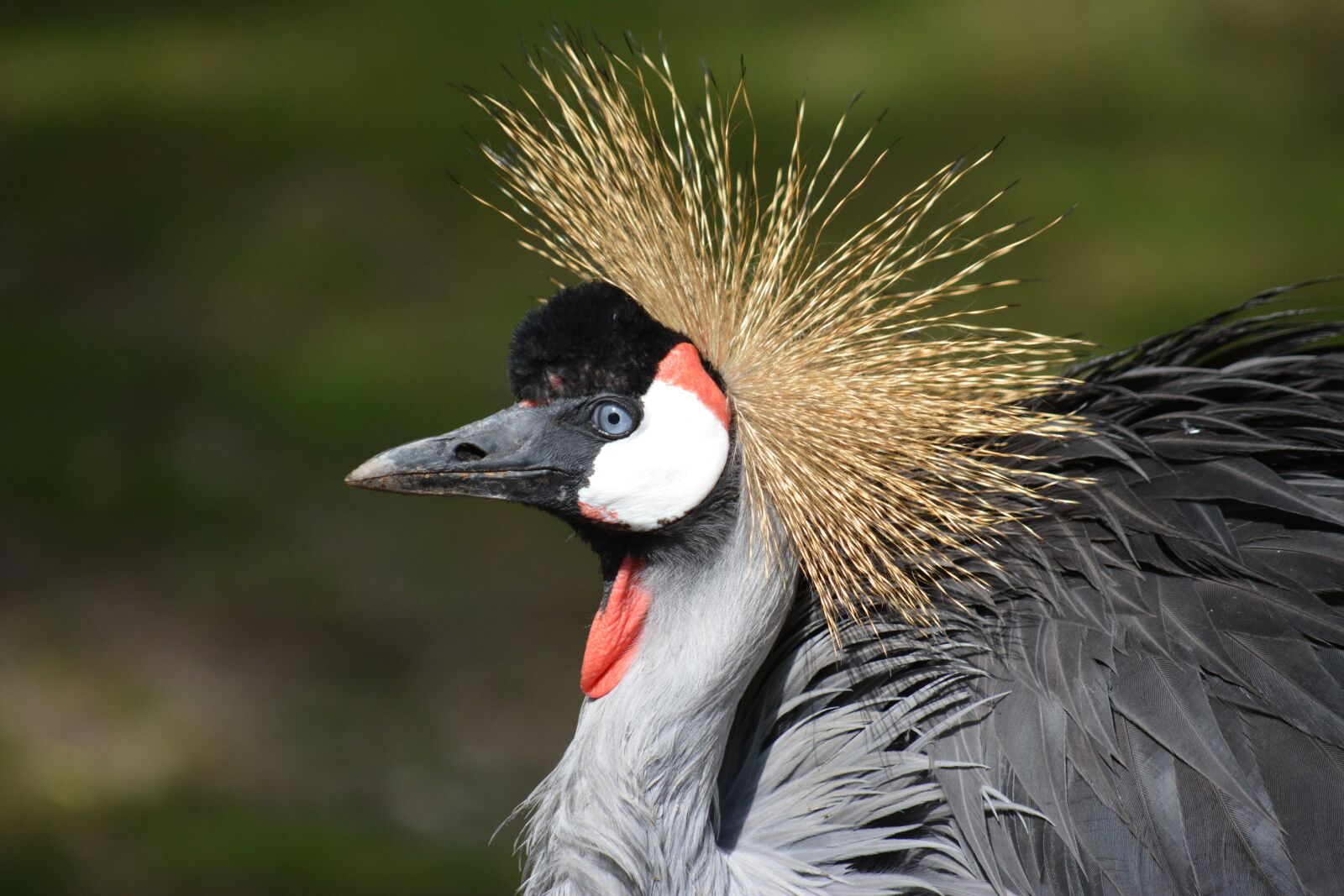 Nikon D5200 sample photo. Bird, animal, birds photography
