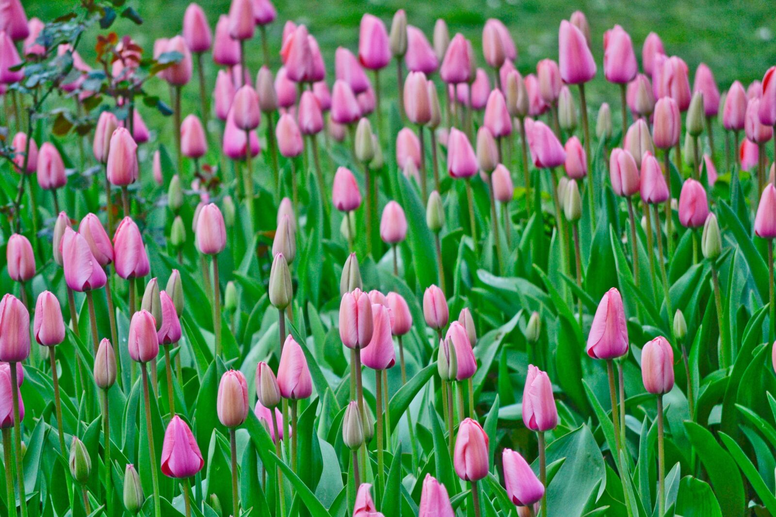 Nikon D3100 sample photo. Flowers, garden, istanbul nature photography