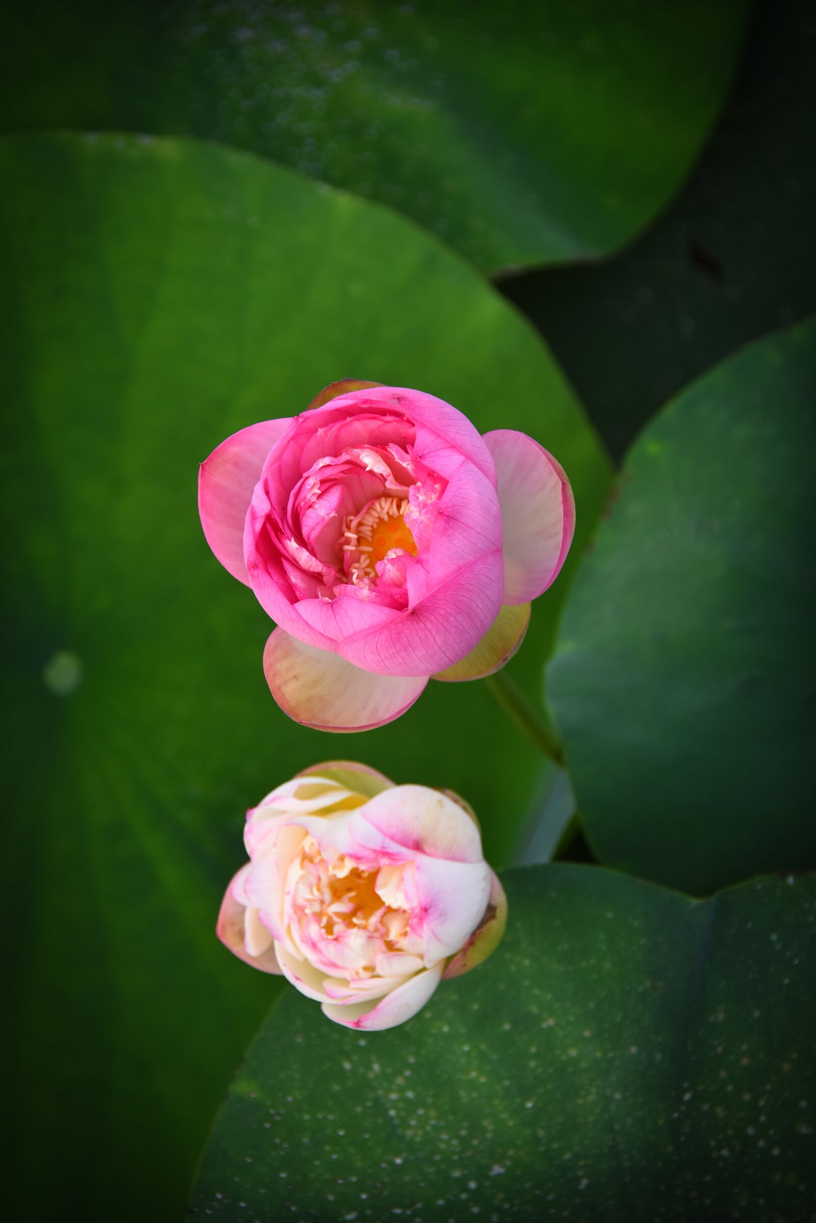 Nikon D7200 sample photo. Golden lotus border pink photography