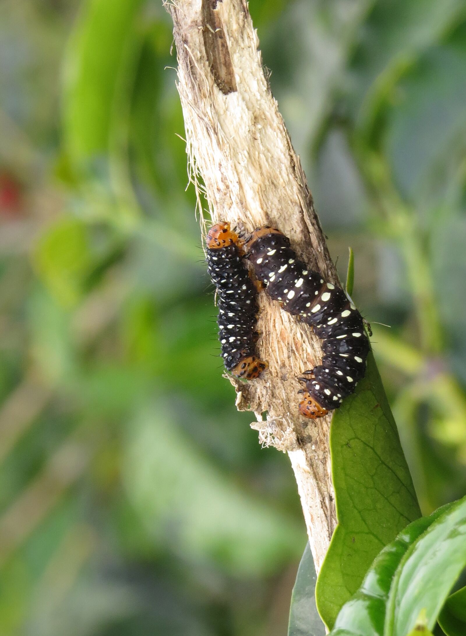 Canon PowerShot SX50 HS sample photo. Insect, nature, leaf photography