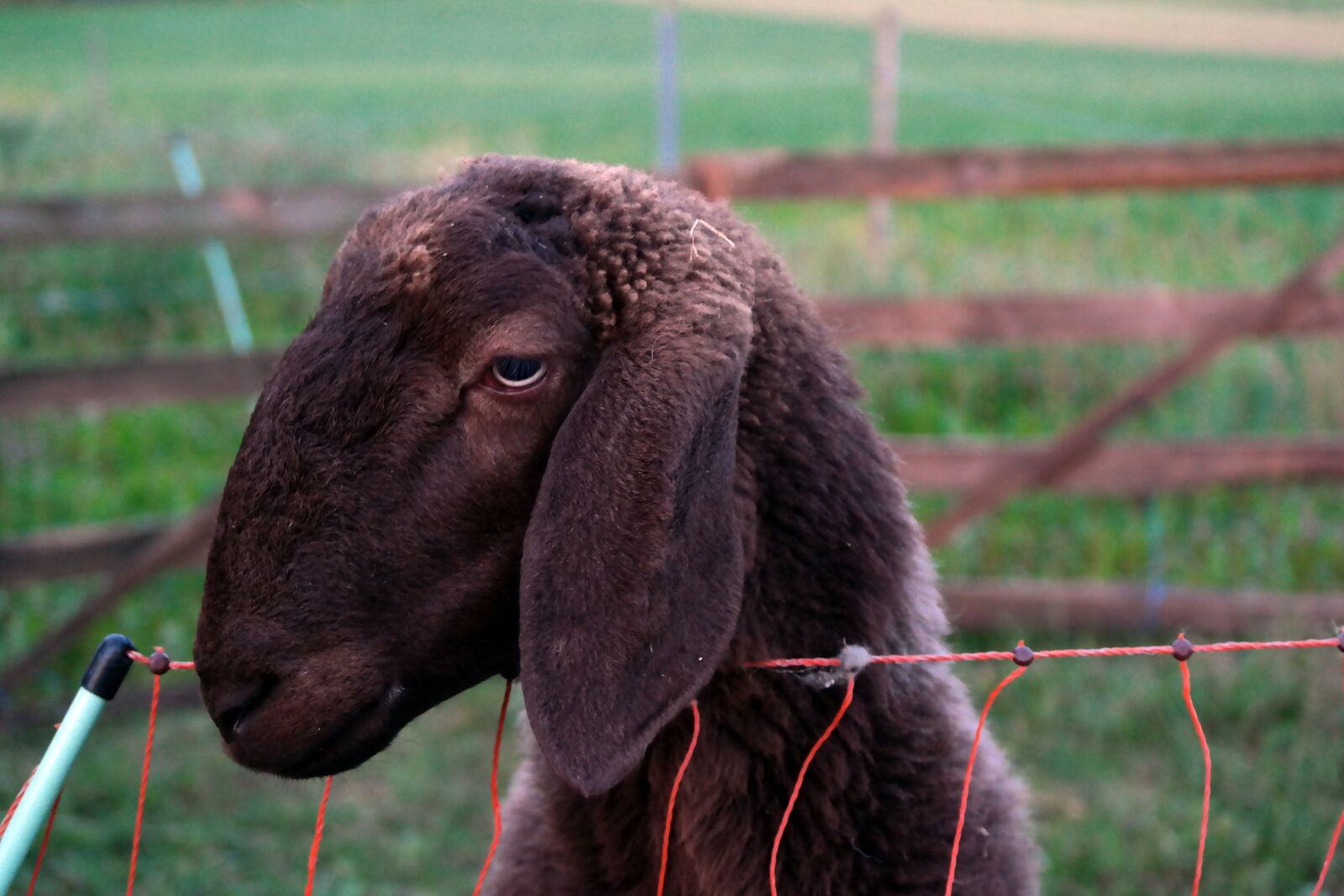 Samsung NX30 sample photo. Sheep, animal, lamb photography