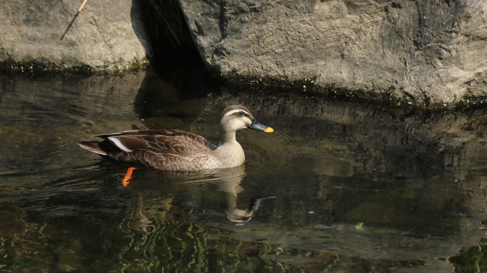 Canon EOS 750D (EOS Rebel T6i / EOS Kiss X8i) + Canon EF 70-300mm F4-5.6 IS USM sample photo. Duck, mallard duck, new photography