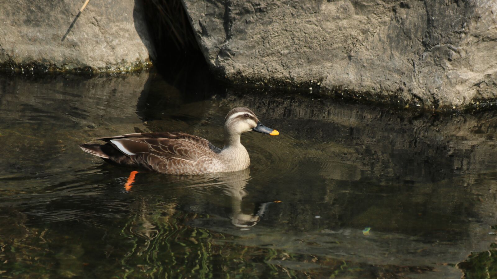 Canon EOS 750D (EOS Rebel T6i / EOS Kiss X8i) sample photo. Duck, mallard duck, new photography