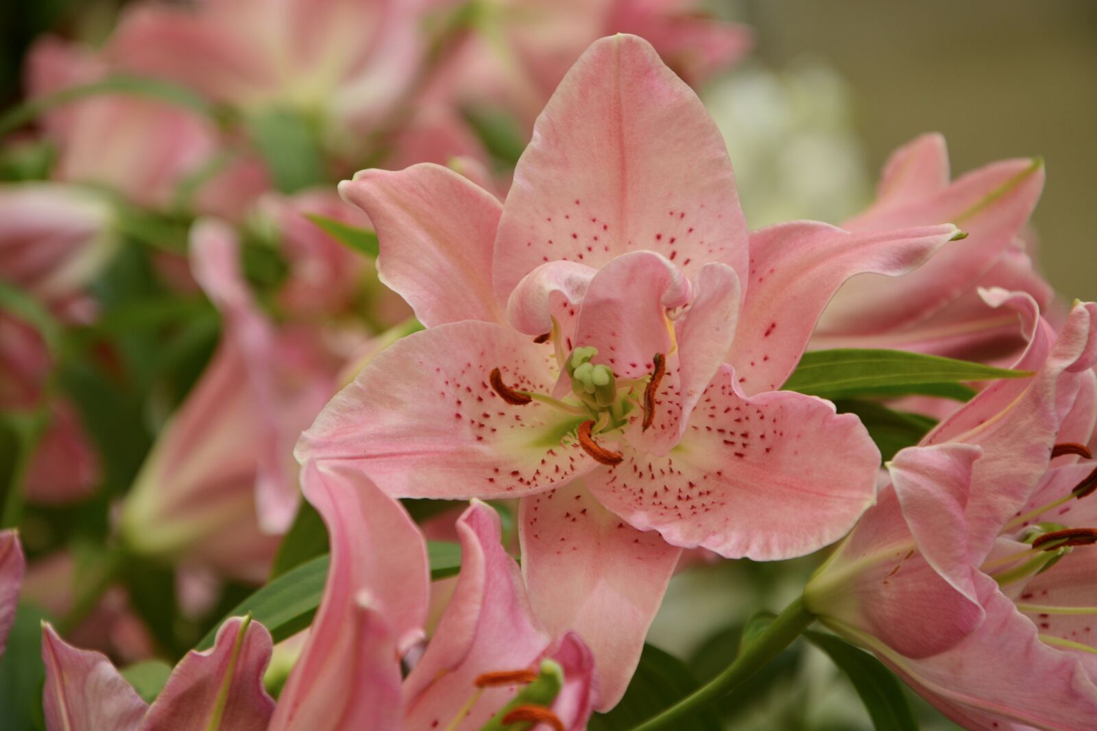 Nikon D5200 sample photo. Flowers pink orchids, flower photography