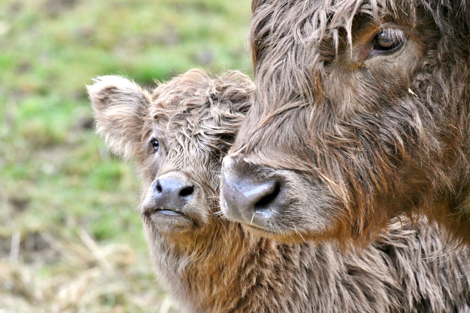Nikon D500 sample photo. Cow, calf, mammals photography