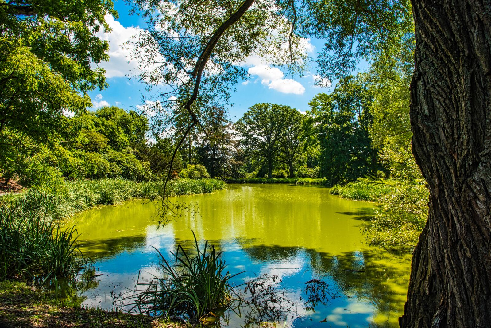 Nikon D750 sample photo. Estate, murky pond, trees photography