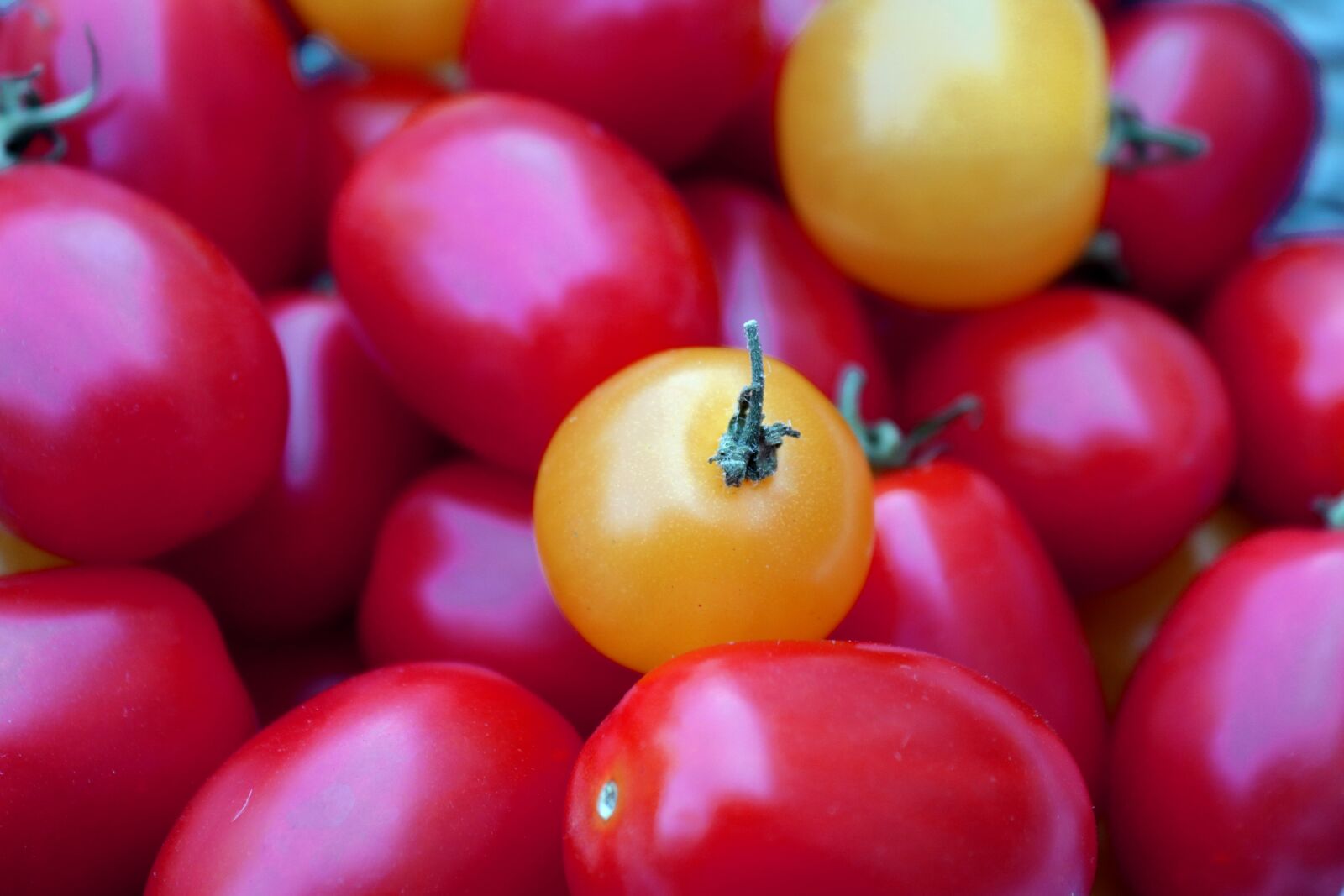 Canon EOS 200D (EOS Rebel SL2 / EOS Kiss X9) sample photo. Tomato, plant, nature photography