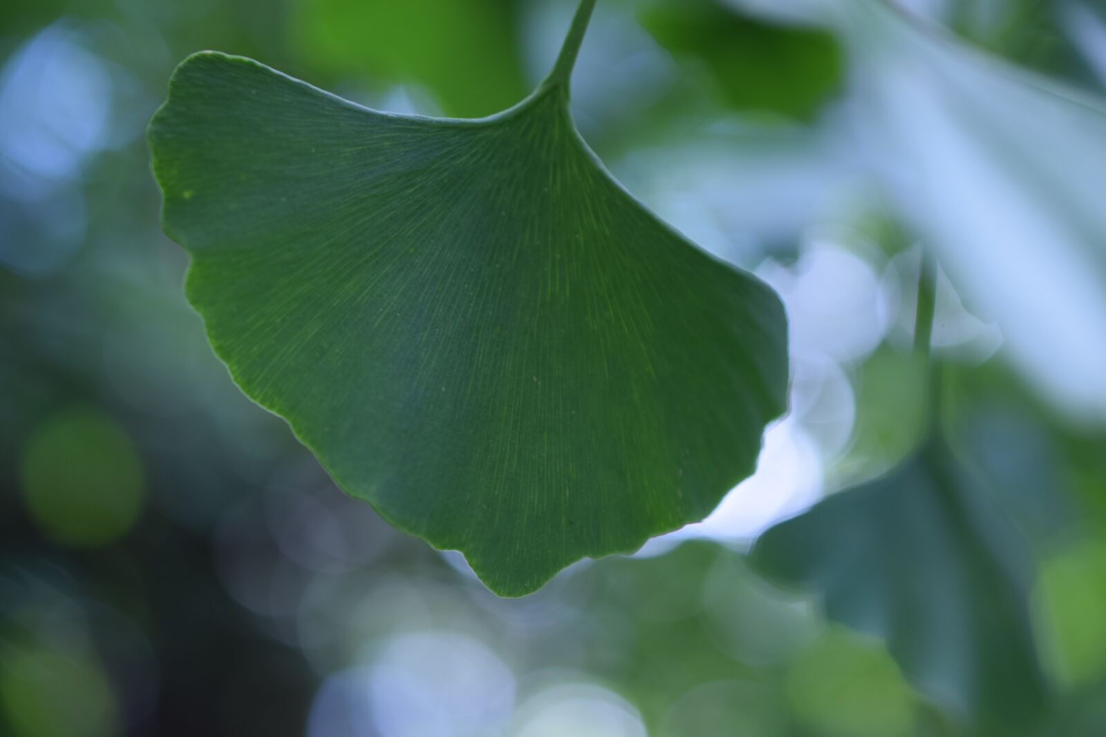 Nikon D3300 sample photo. Ginko, biloba, leaf photography