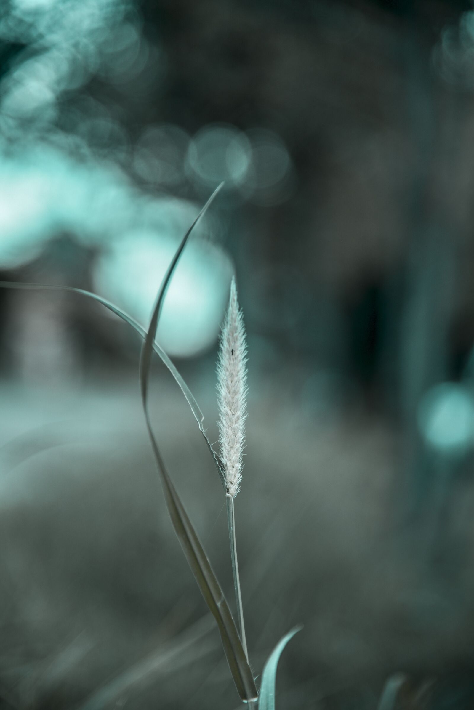 Nikon D750 sample photo. Flower, bloosome, bloom photography