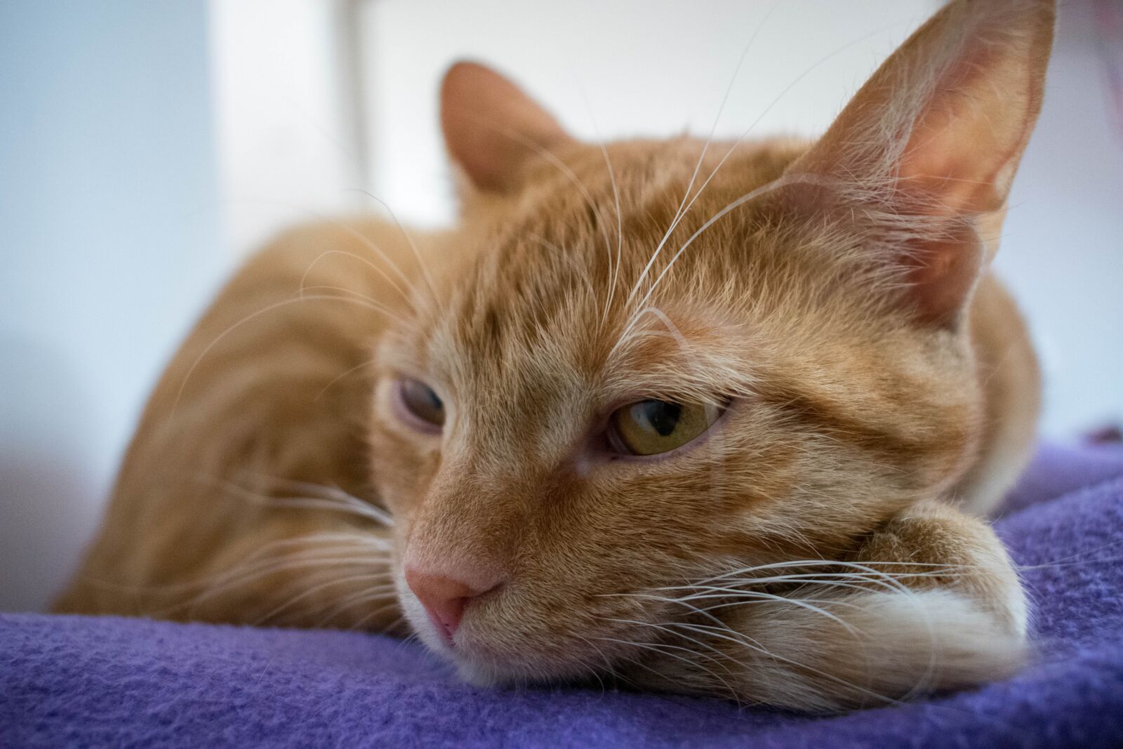 Nikon D3400 sample photo. Cat, lazy, animal photography