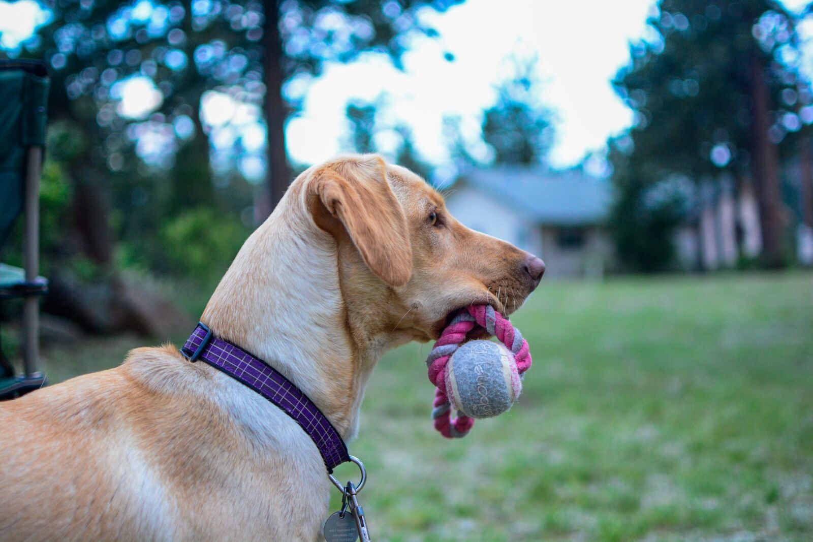 Nikon D7100 sample photo. Animals, dogs, domesticated photography