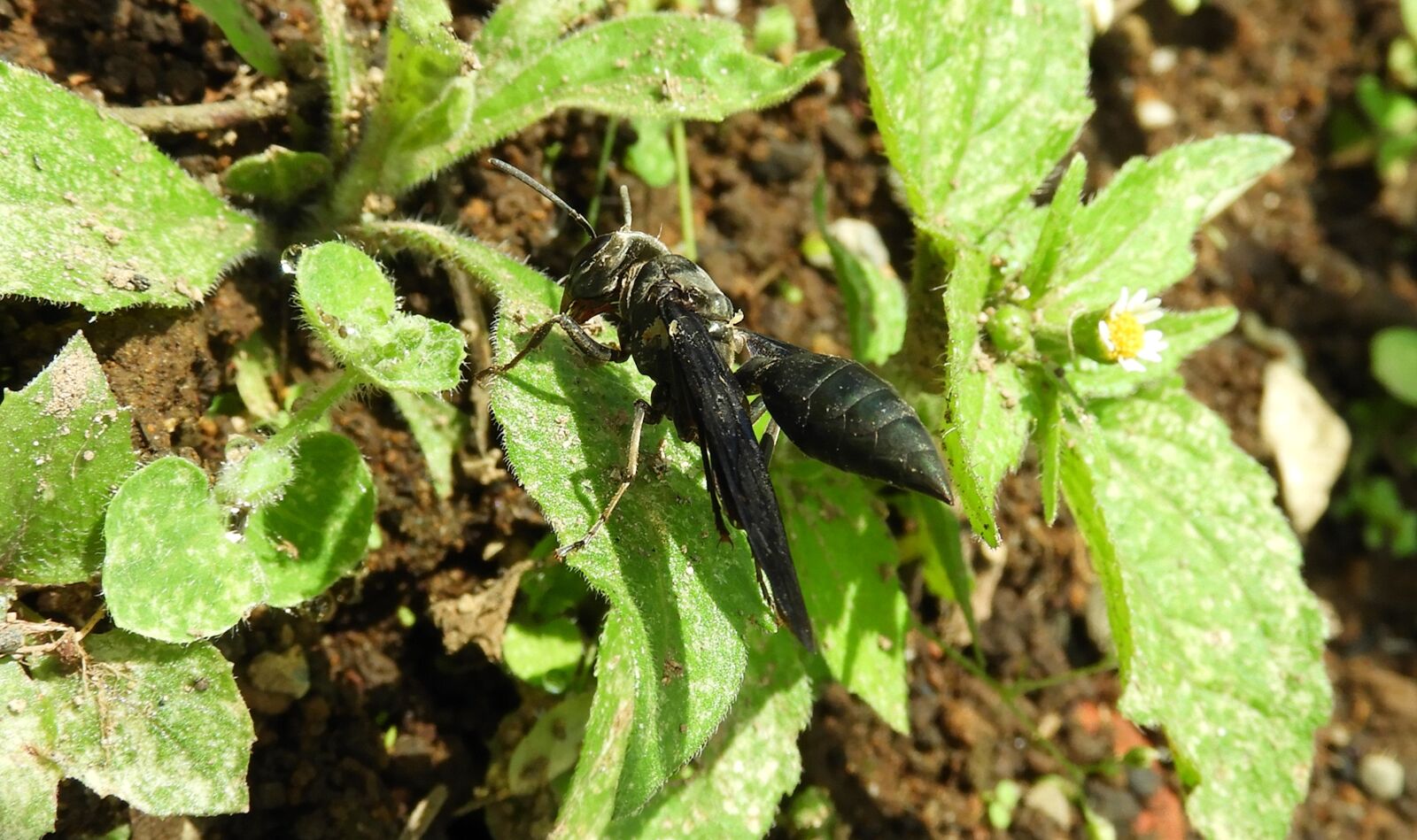 Nikon Coolpix B700 sample photo. Nature, wasp, insect photography