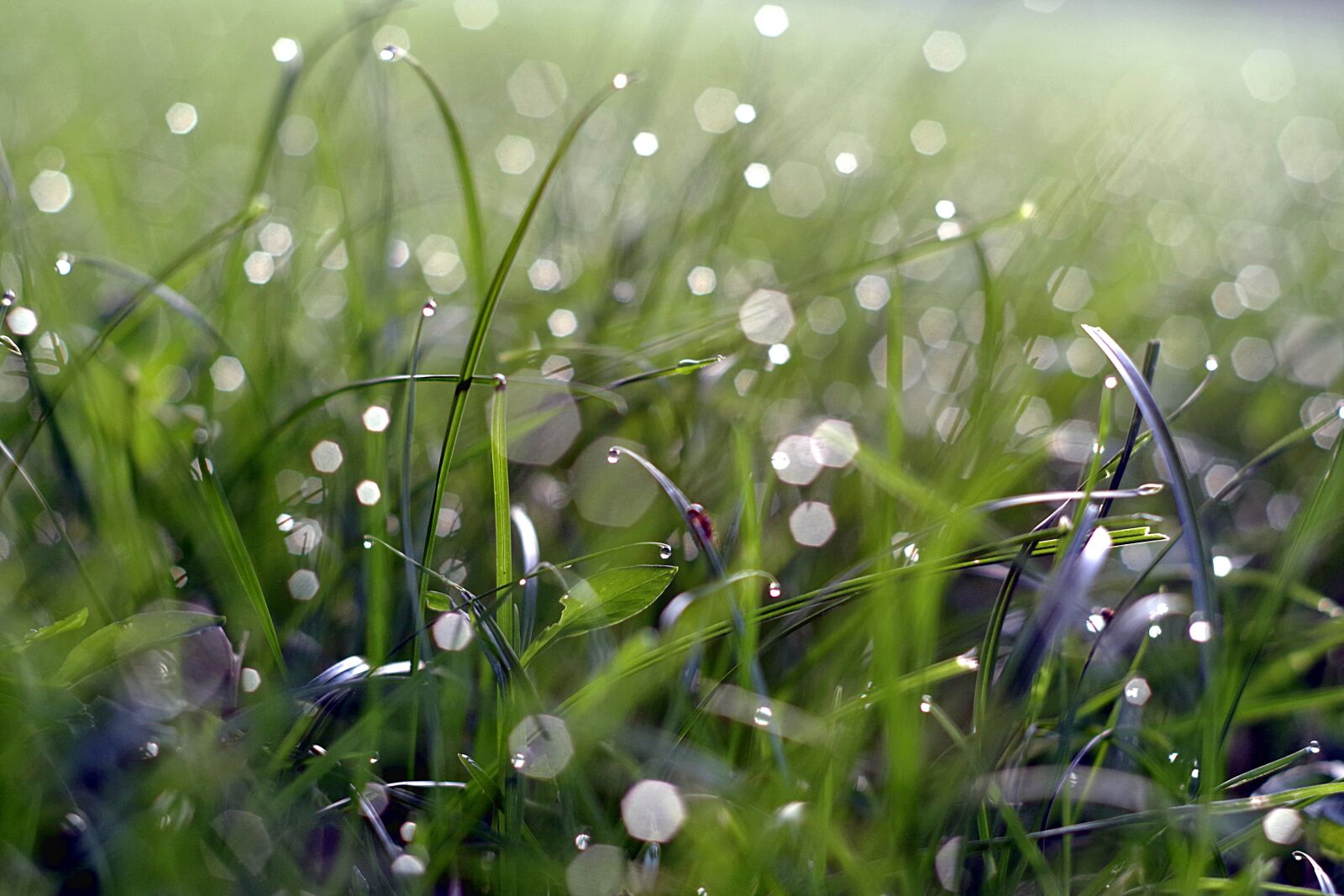 Pentax K-S2 sample photo. Rosa, grass, blade photography