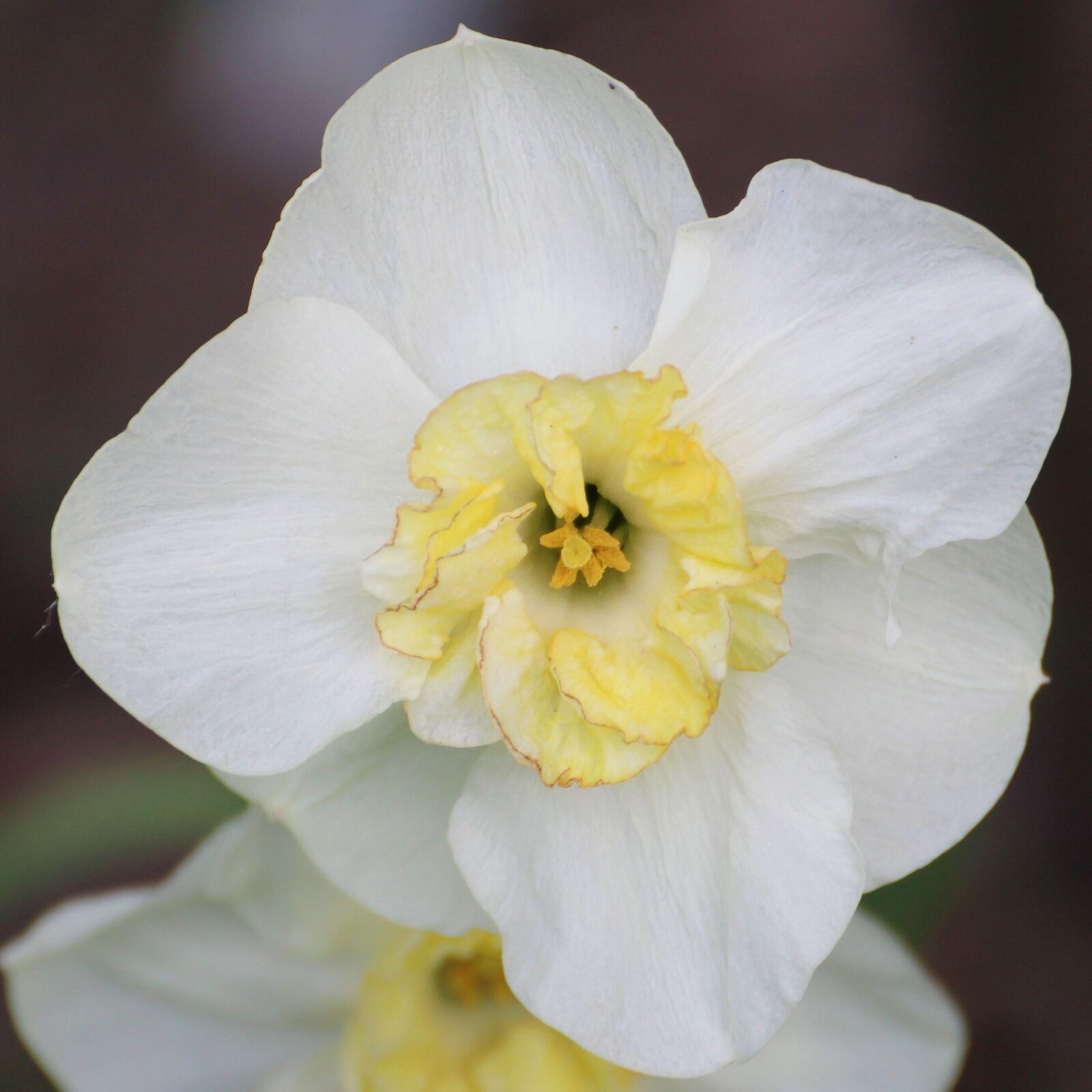 Canon EOS 1200D (EOS Rebel T5 / EOS Kiss X70 / EOS Hi) sample photo. Narcissus, daffodil, white photography