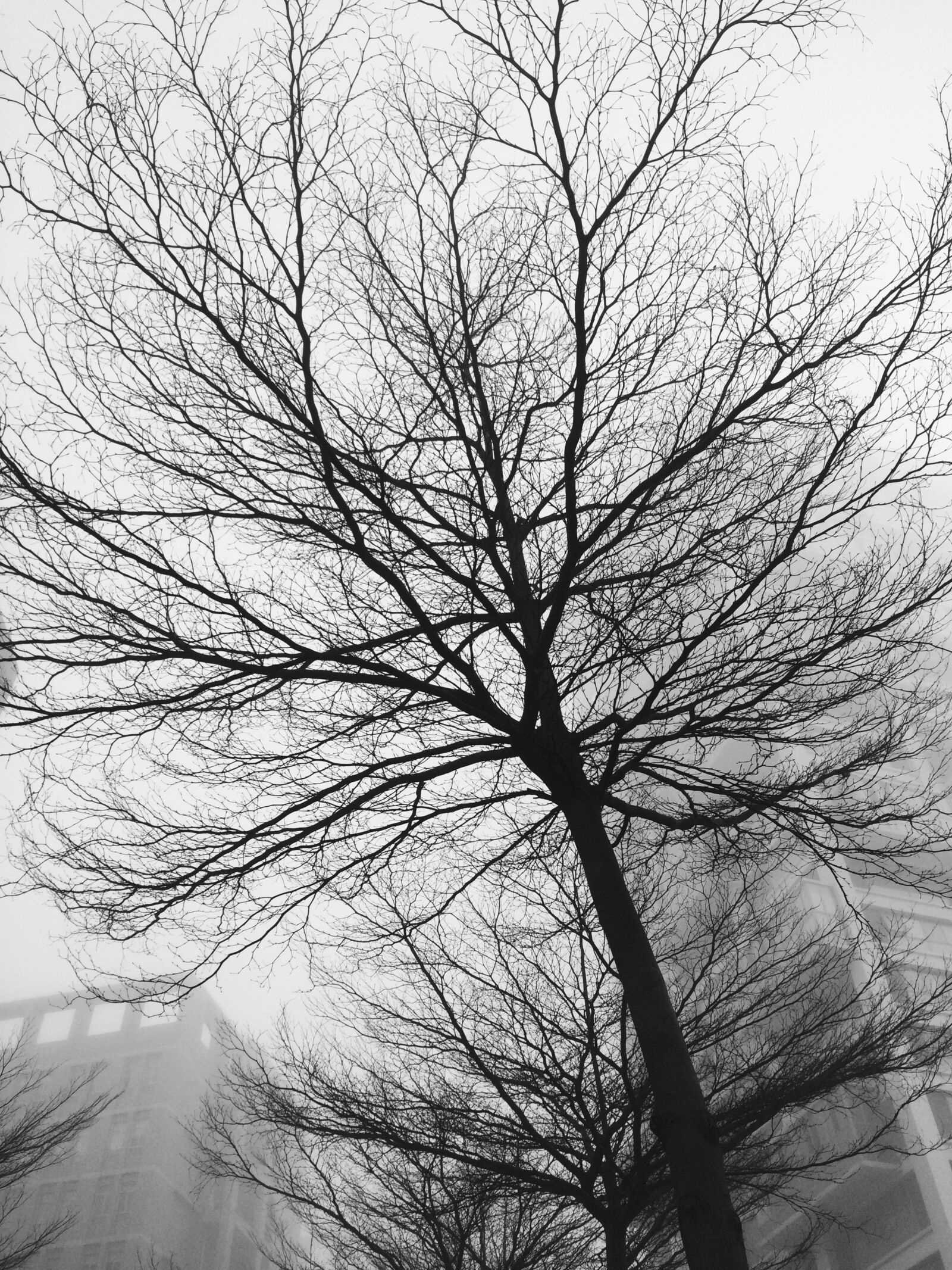 iPhone 5s back camera 4.15mm f/2.2 sample photo. Black and white, trees photography