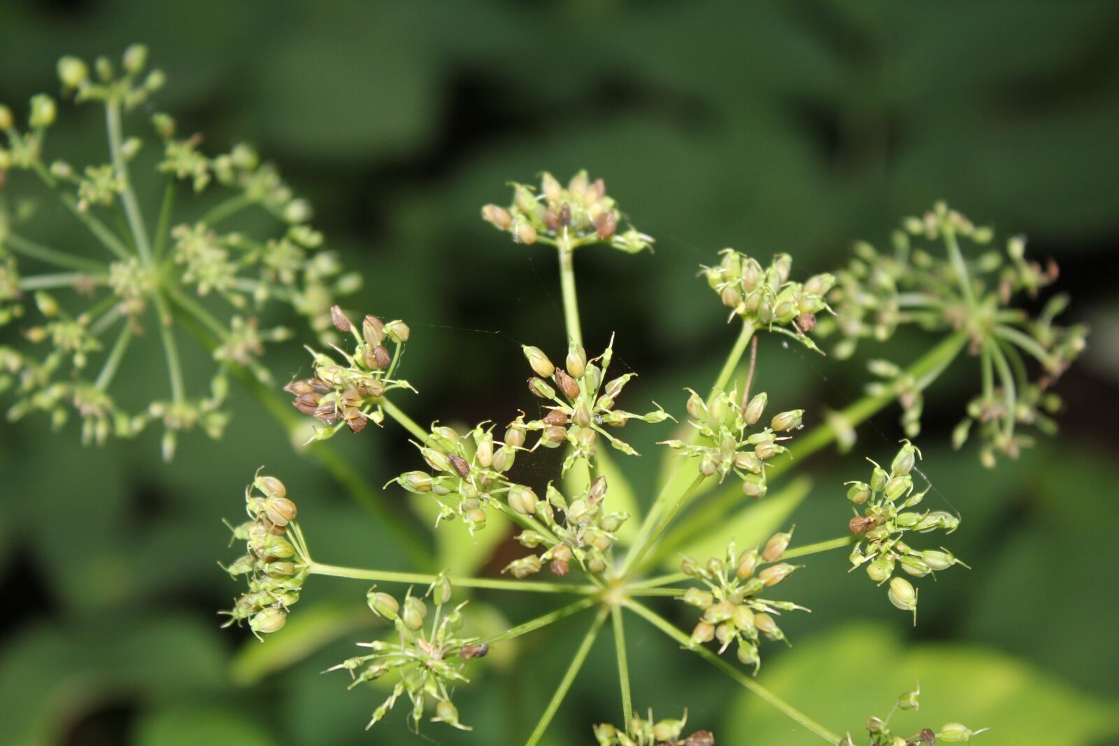 Canon EOS 550D (EOS Rebel T2i / EOS Kiss X4) sample photo. Wild flower, forest, nature photography