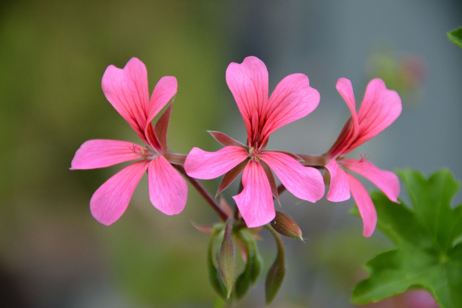 Nikon D7100 sample photo. Flowers, geranium, nature photography