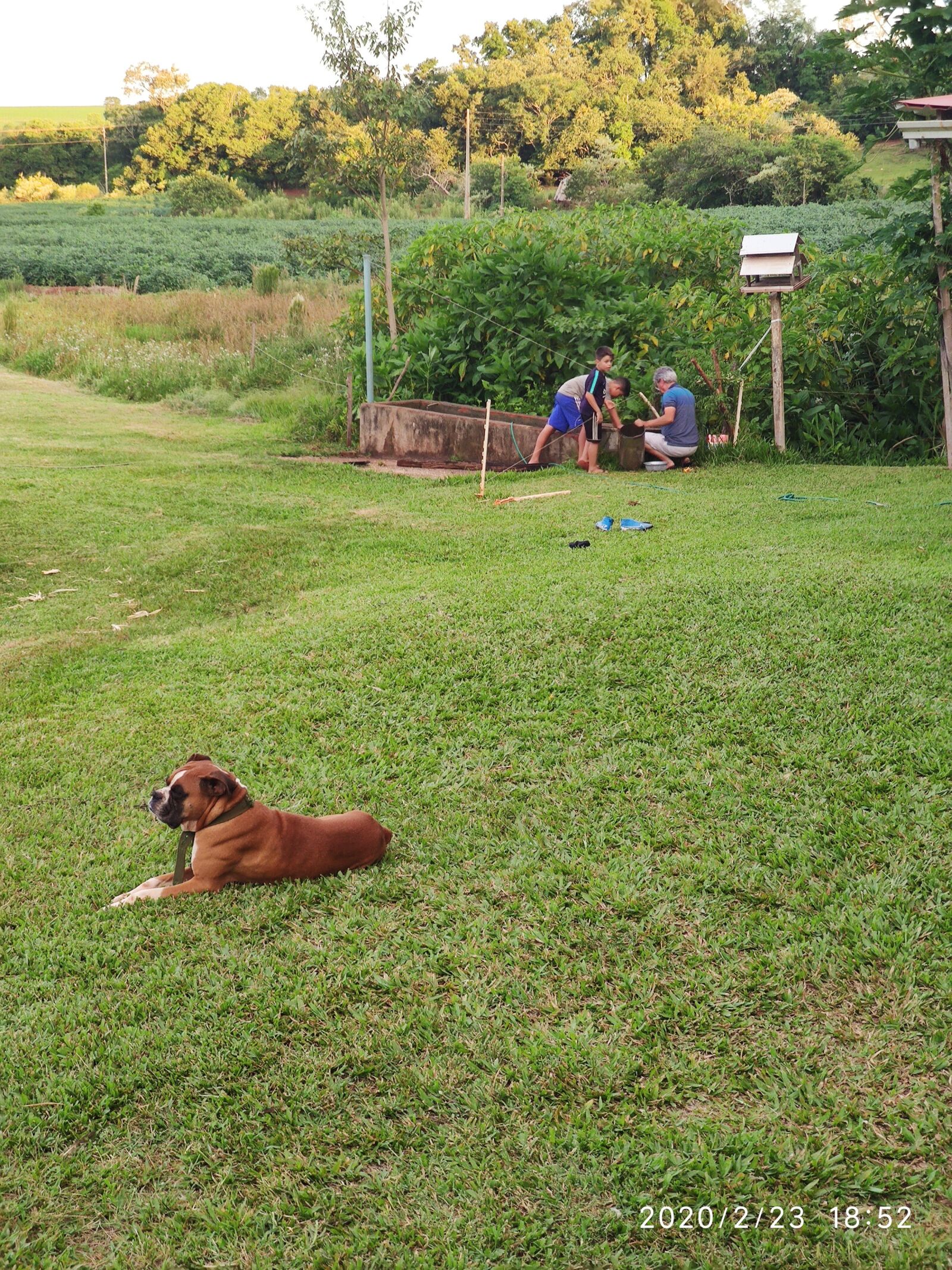 Xiaomi Mi 9T Pro sample photo. Dog, farm, leisure photography