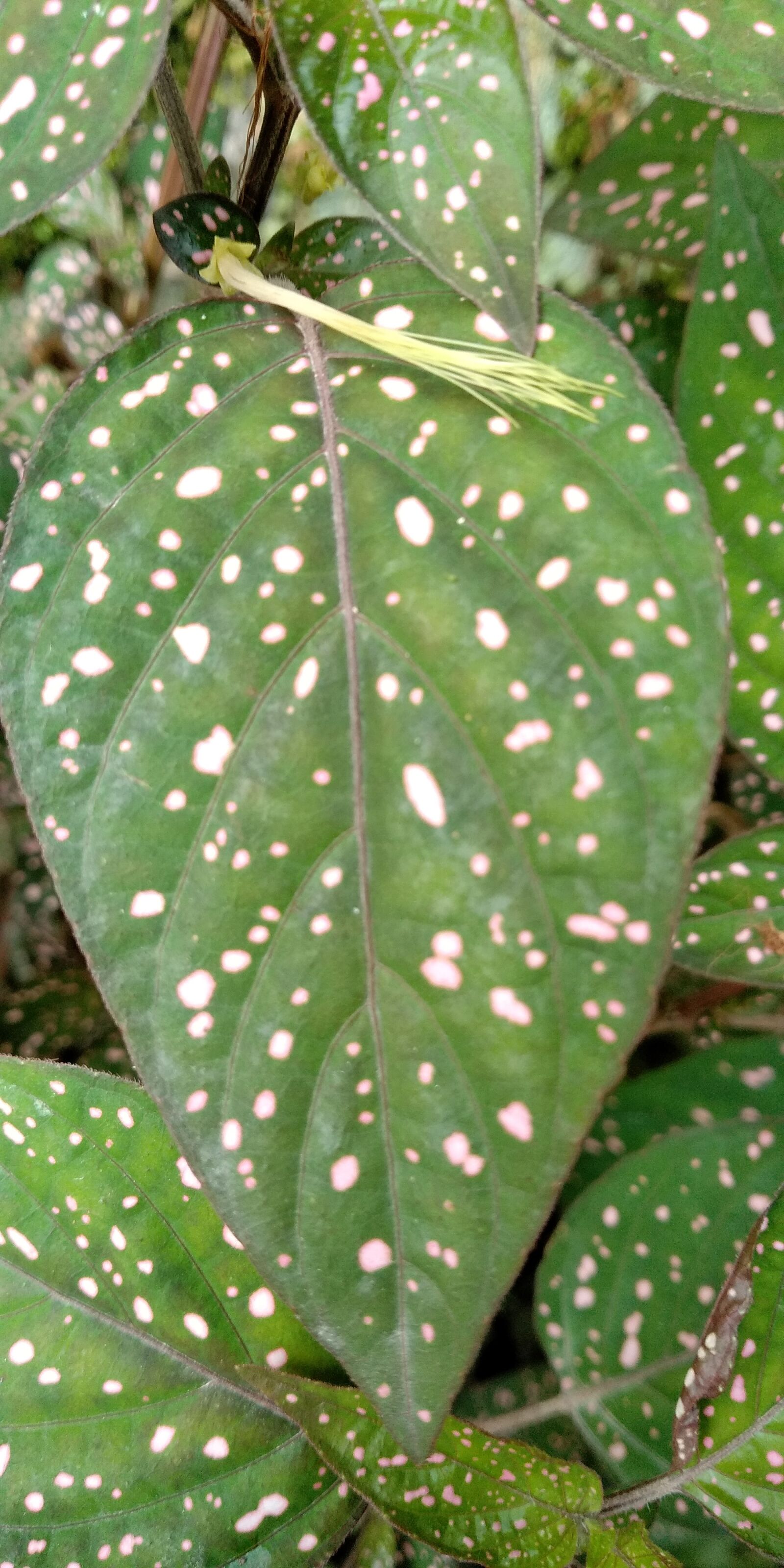 Xiaomi Redmi 5 Plus sample photo. Leaf, nature, pattern photography