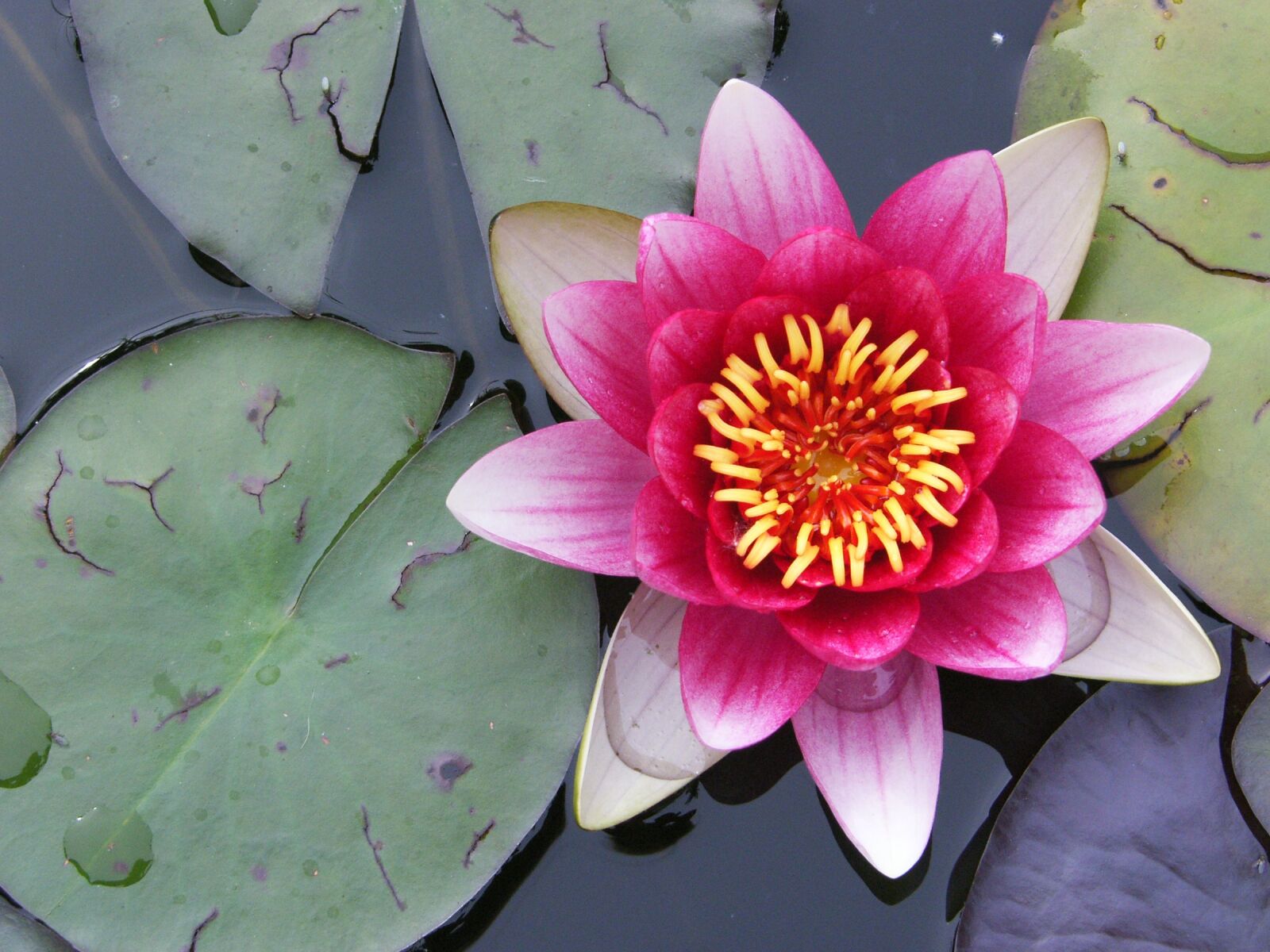 Samsung Pro 815 sample photo. Flower, plant, blossom photography