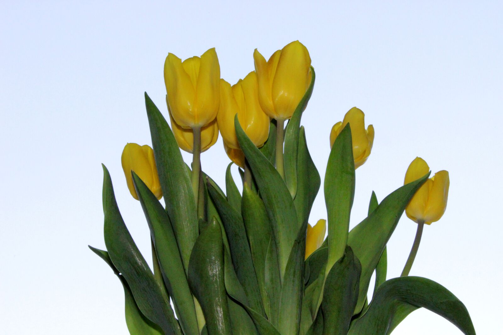 Canon EOS 600D (Rebel EOS T3i / EOS Kiss X5) sample photo. Tulips, flower, yellow photography