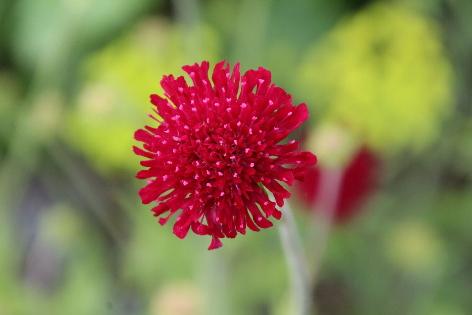 Canon EOS 1200D (EOS Rebel T5 / EOS Kiss X70 / EOS Hi) sample photo. Red flower, red, blossom photography