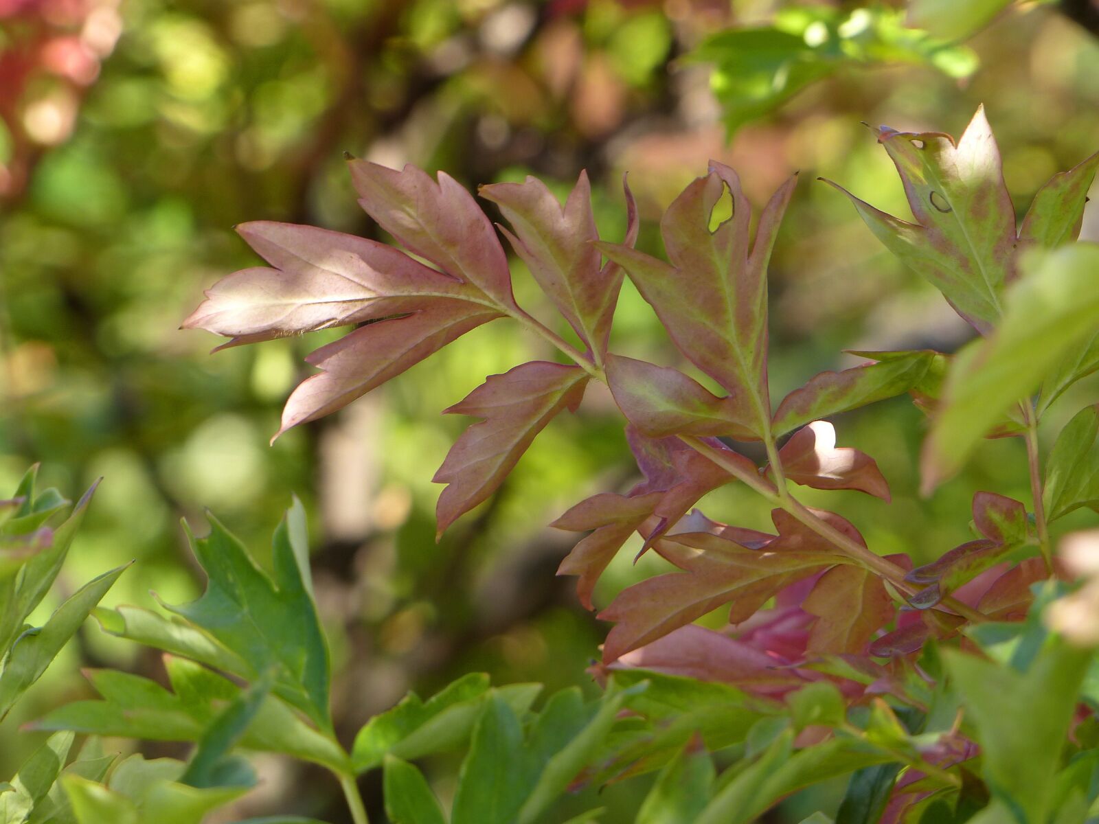 Panasonic PHOTOfunSTUDIO 8.3 PE sample photo. Autumn leaves, foliage, red photography