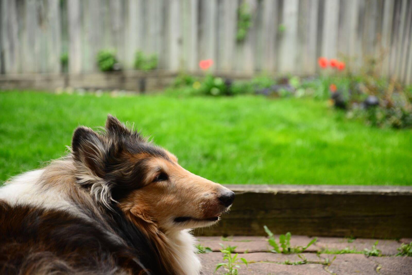 Nikon D600 sample photo. Animal, lawn, nature photography