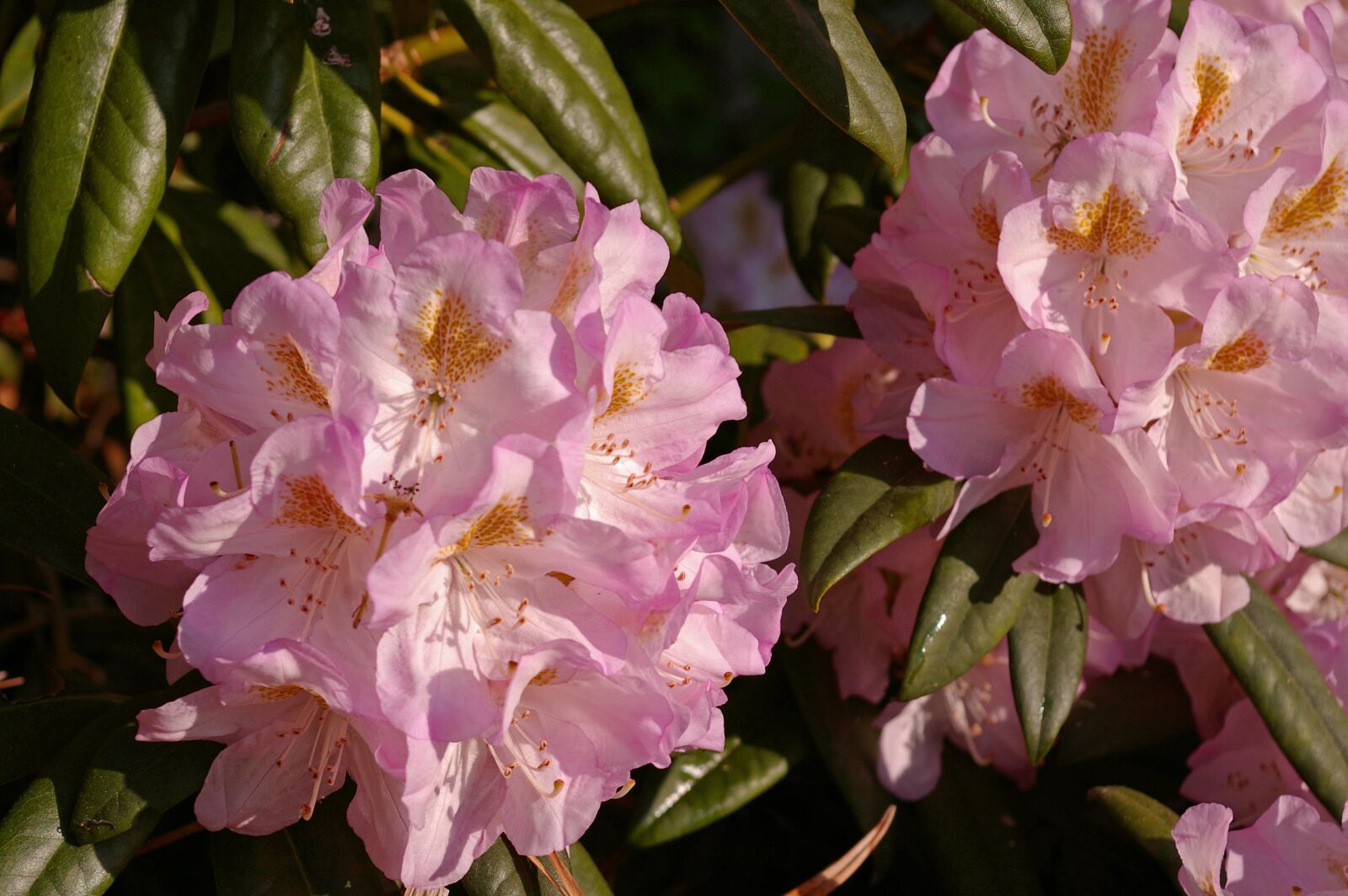 Pentax *ist DL2 sample photo. Rhododendron, garden, blossom photography