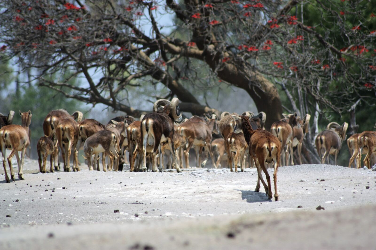 Canon EOS 450D (EOS Rebel XSi / EOS Kiss X2) sample photo. Antelope, animal, wild photography
