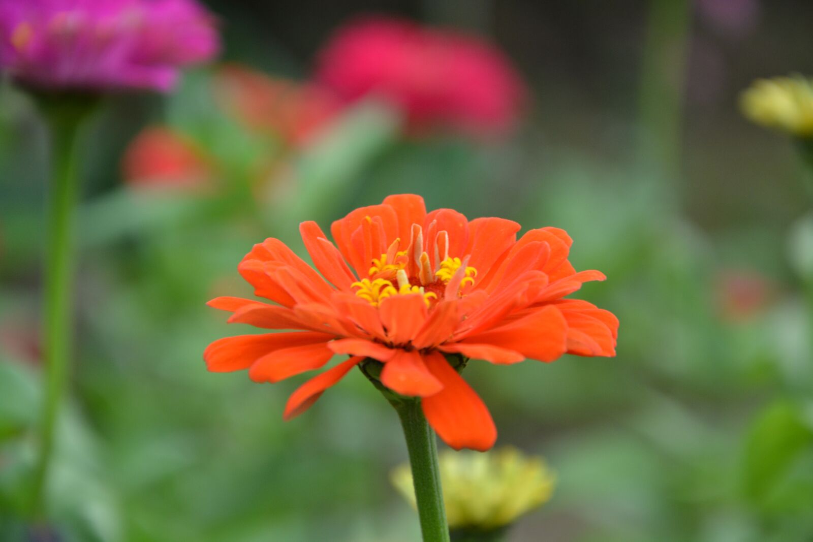 Nikon D5200 sample photo. Orange blossom, petals, nature photography
