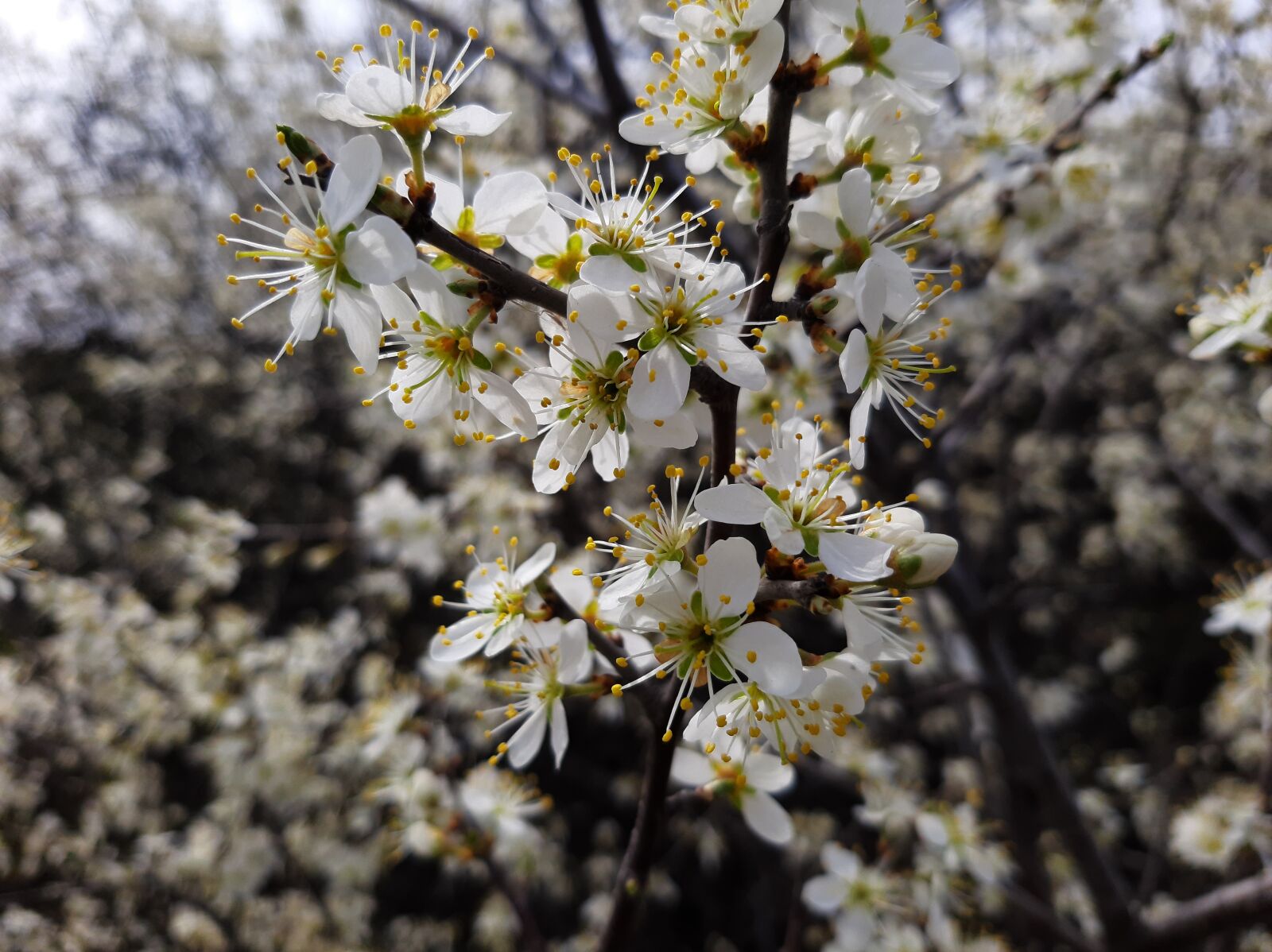 Samsung Galaxy A50 sample photo. Bloom, flowers, white photography