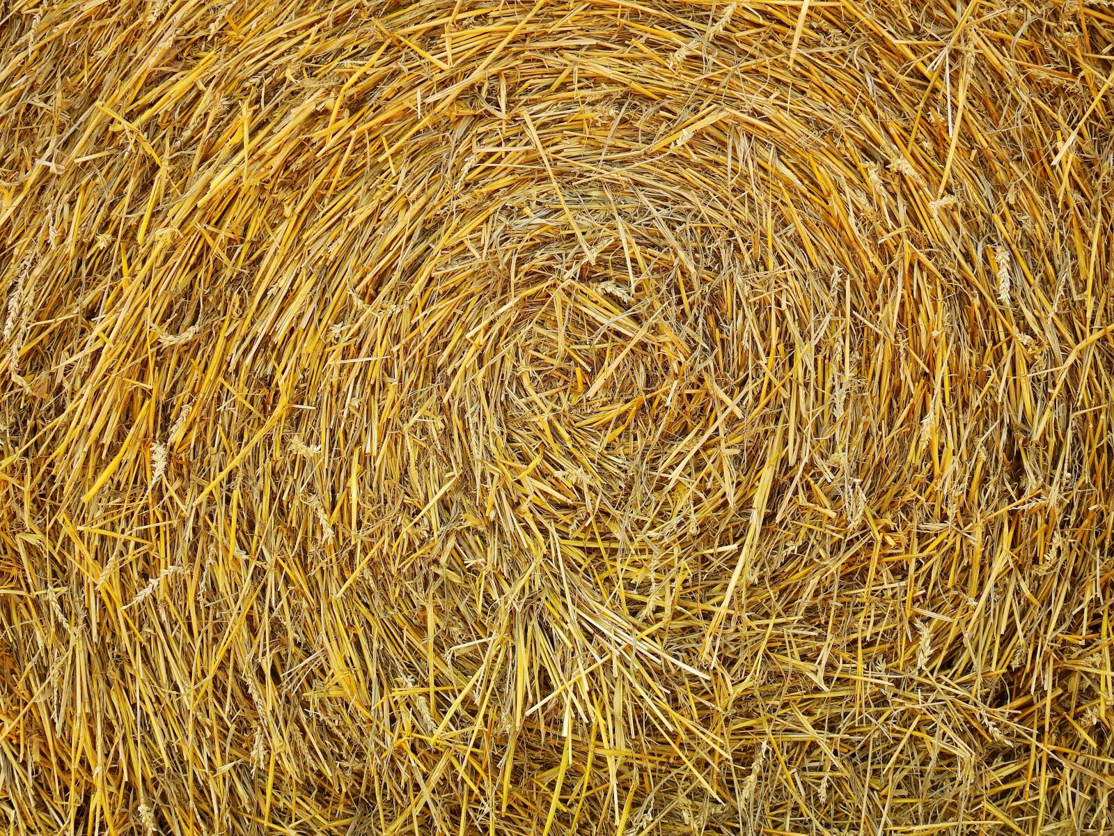 Nikon Coolpix P900 sample photo. Straw, field, agriculture photography