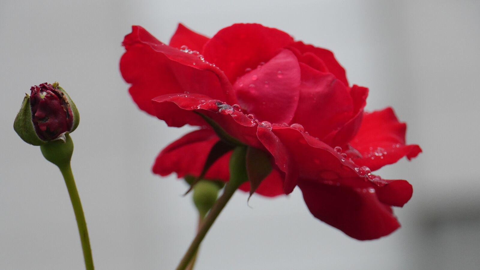 Panasonic Lumix DMC-GH3 sample photo. Rose, red color, flowering photography