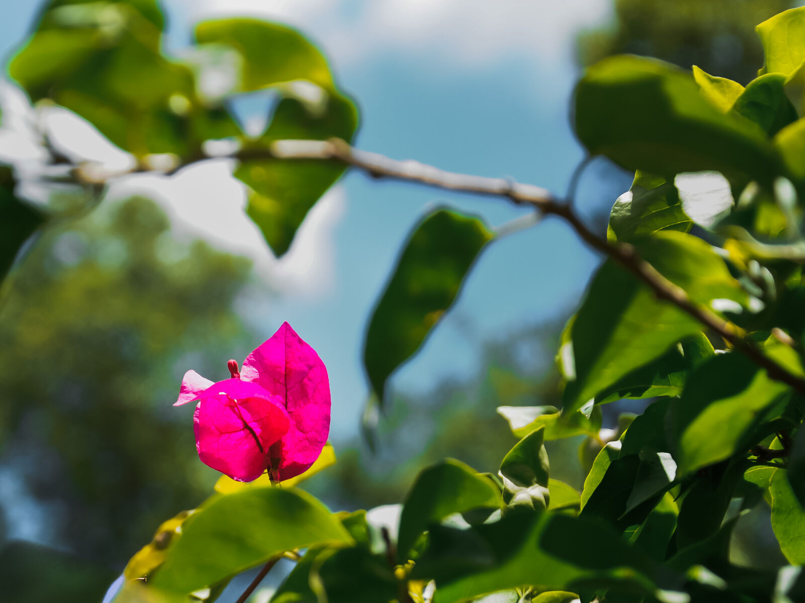 Nikon D90 sample photo. Bougainvillea glabra photography