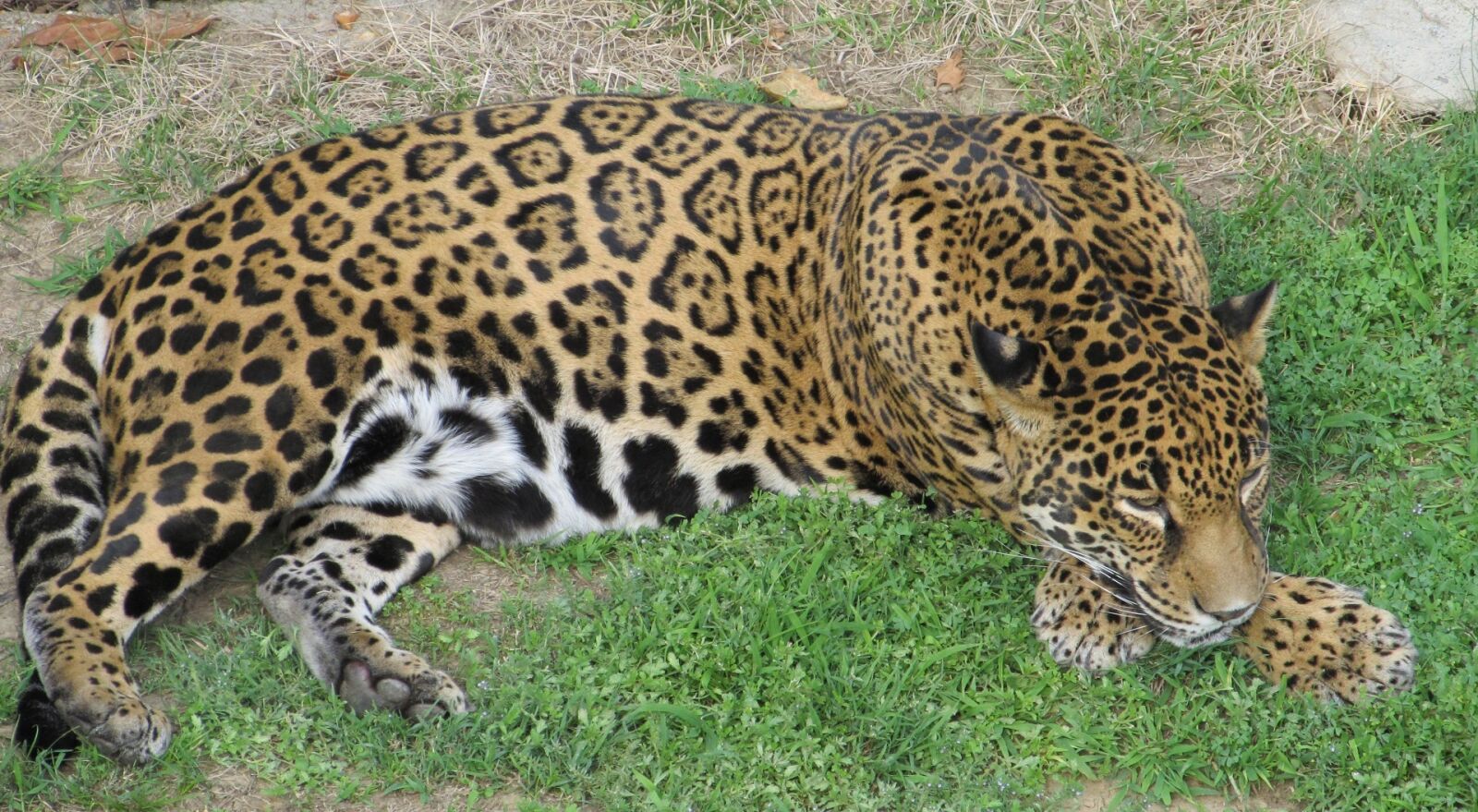 Canon PowerShot SX130 IS sample photo. Jaguar, big cat, feline photography