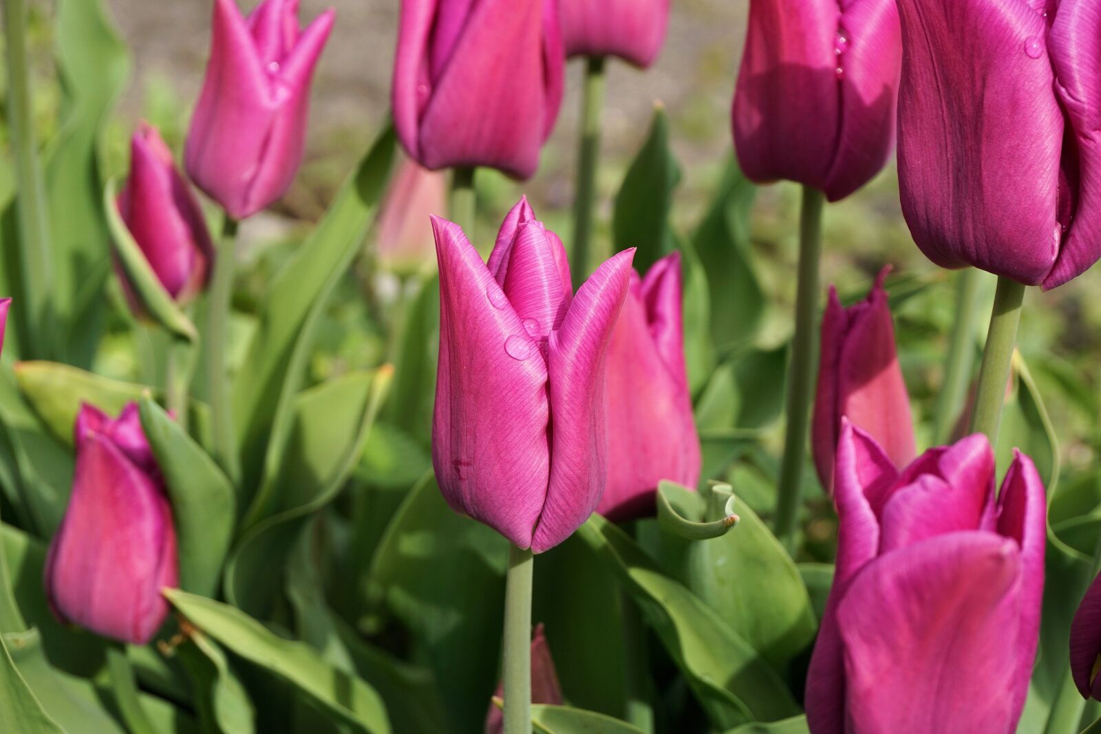 Sony a6000 sample photo. Tulips, flower, blossom photography