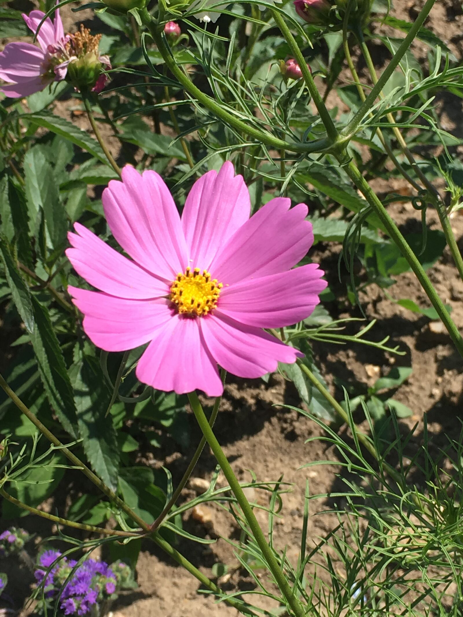 Apple iPhone 6s Plus sample photo. Flower, pink flower, nature photography