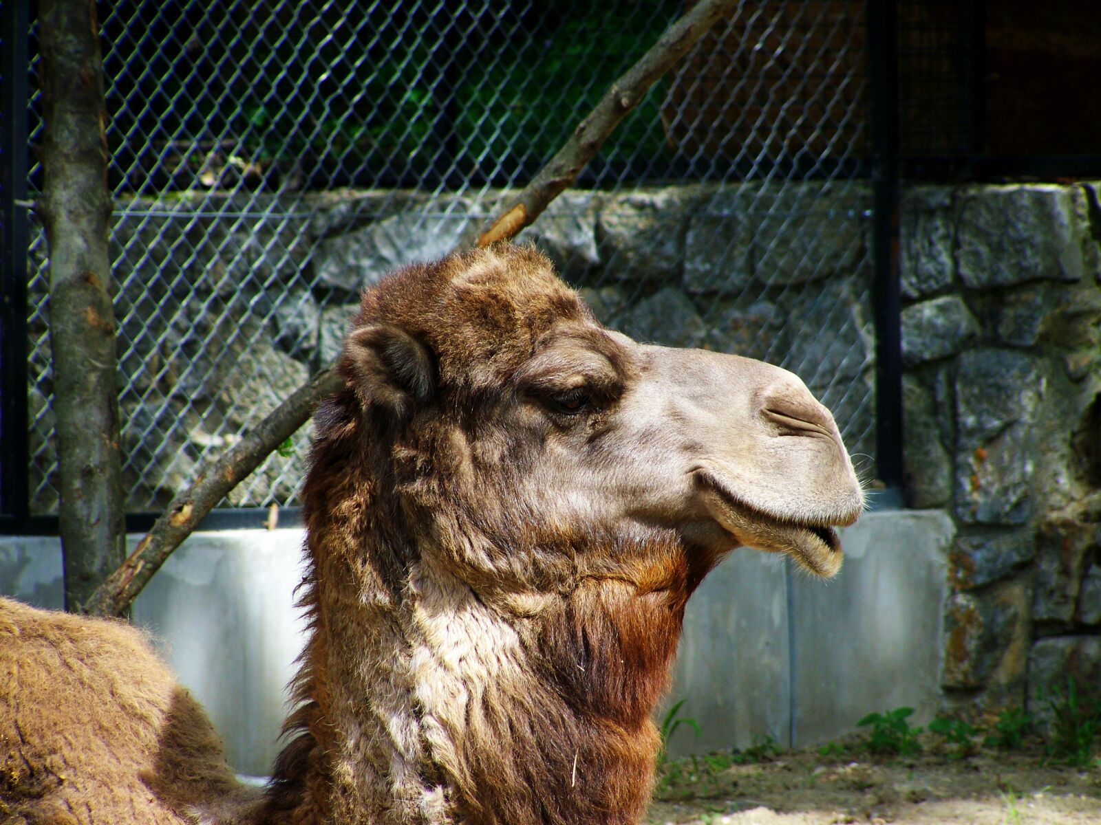 Kodak EASYSHARE ZD710 ZOOM DIGITAL CAMERA sample photo. Camel portrait, animal, ungulates photography