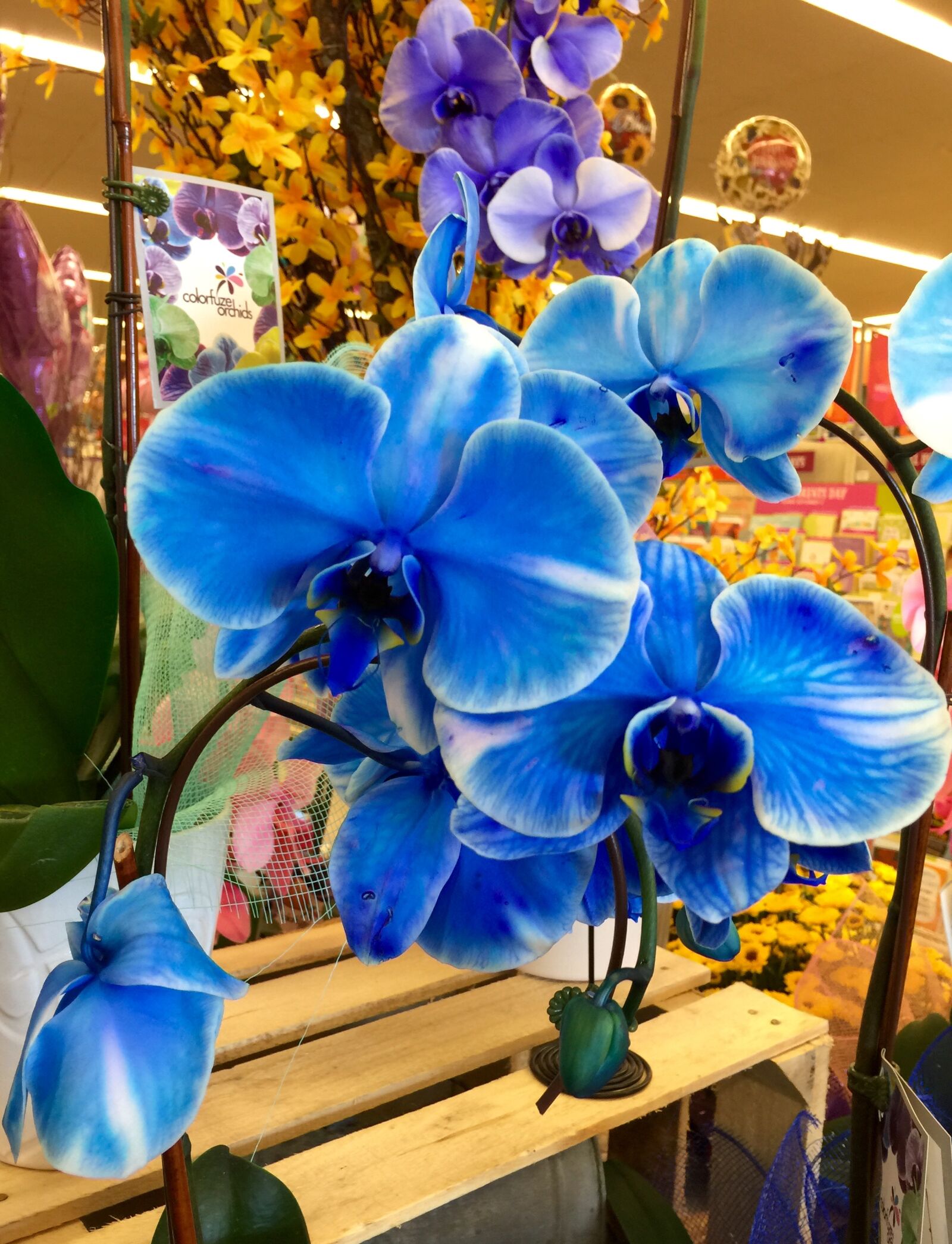 iPhone 6 Plus back camera 4.15mm f/2.2 sample photo. Bloom, blossom, blue, blue photography