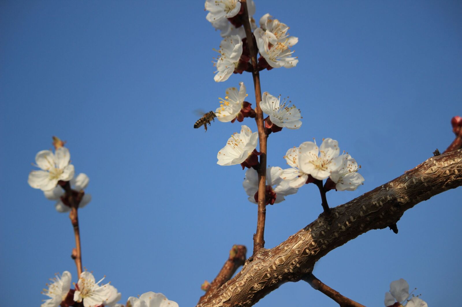 Canon EOS 600D (Rebel EOS T3i / EOS Kiss X5) sample photo. Bee, honey, spring photography
