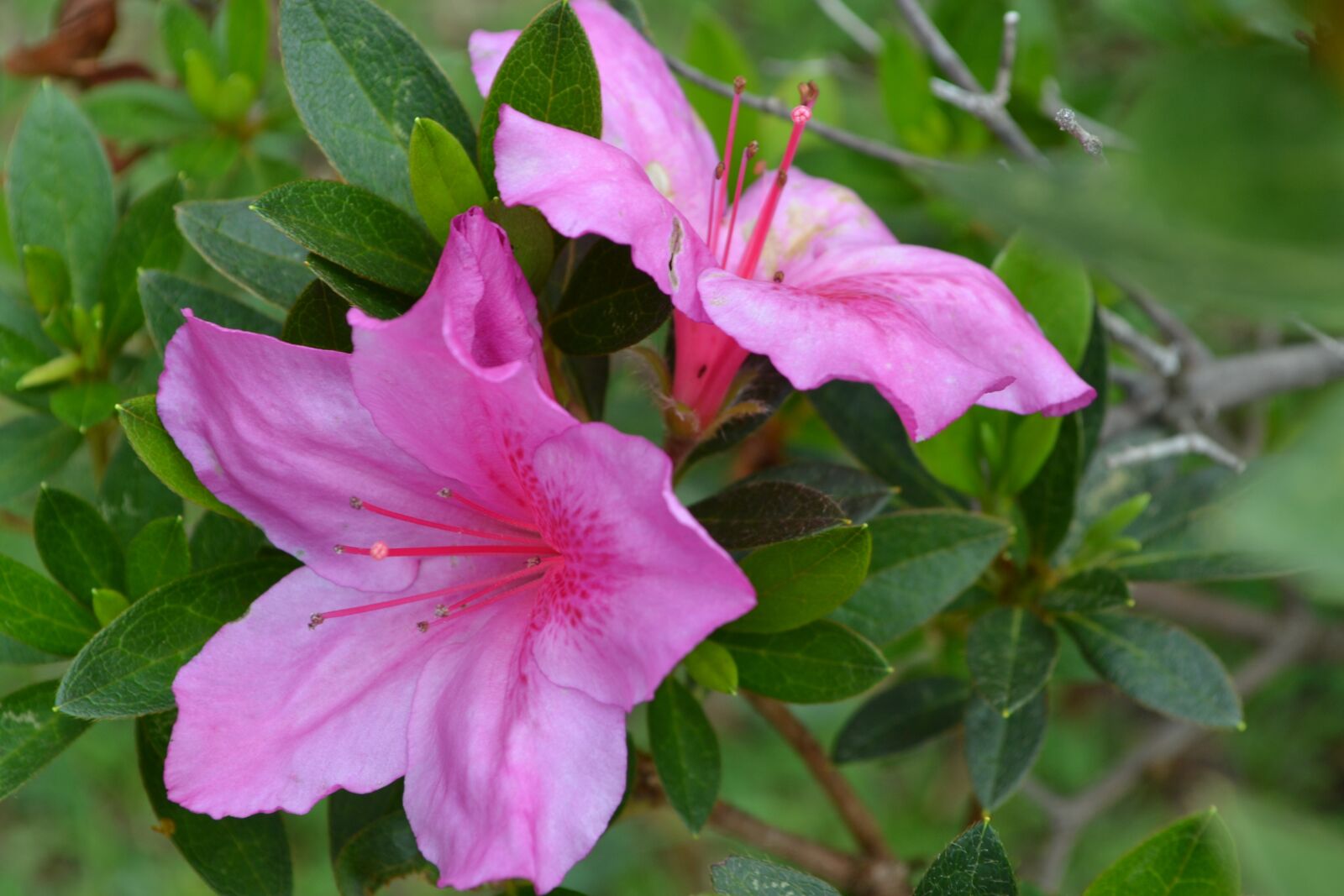 Nikon D3100 sample photo. Purity, the, flower photography