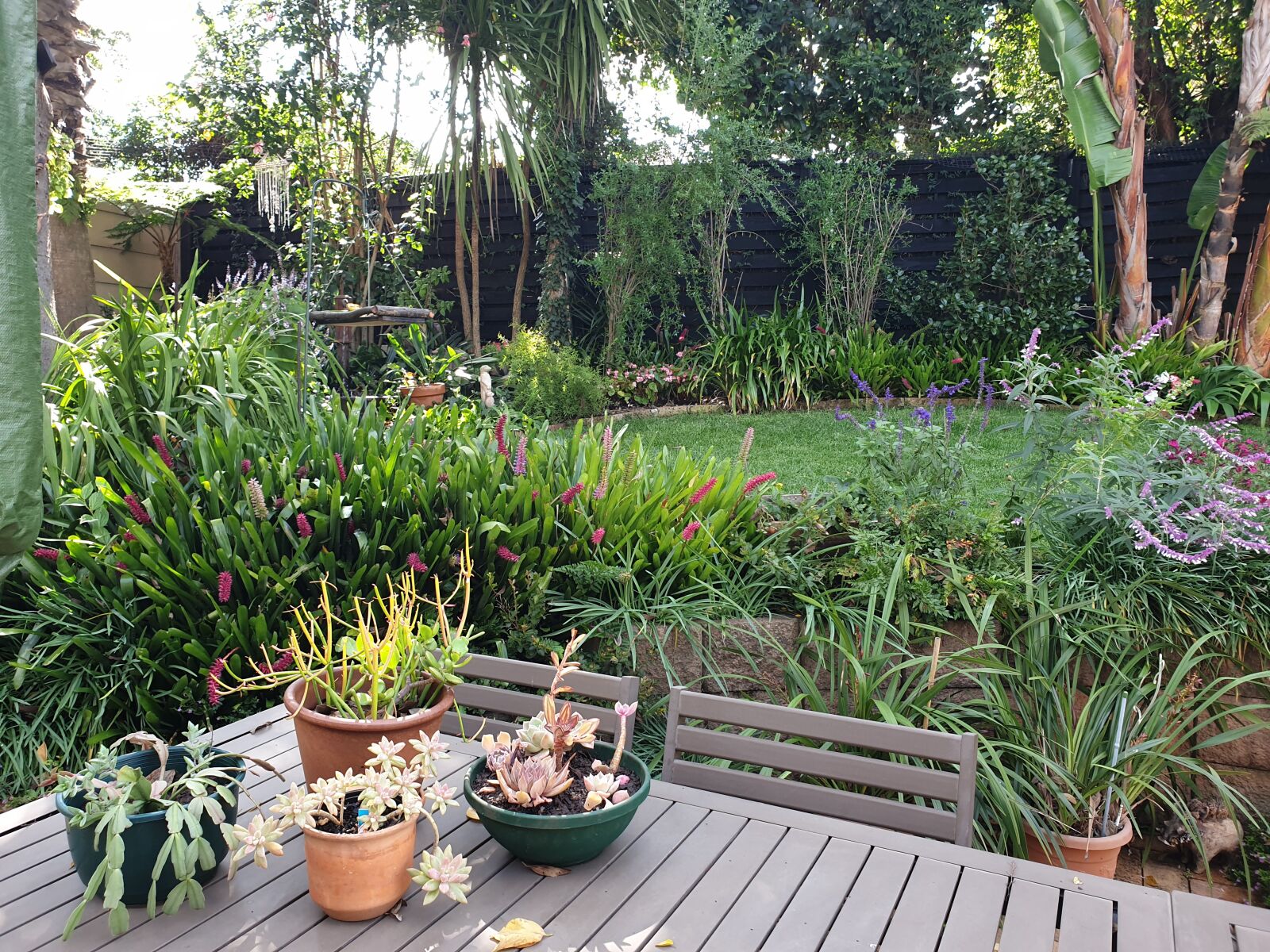 Samsung Galaxy S9 sample photo. Garden, succulents, colour photography