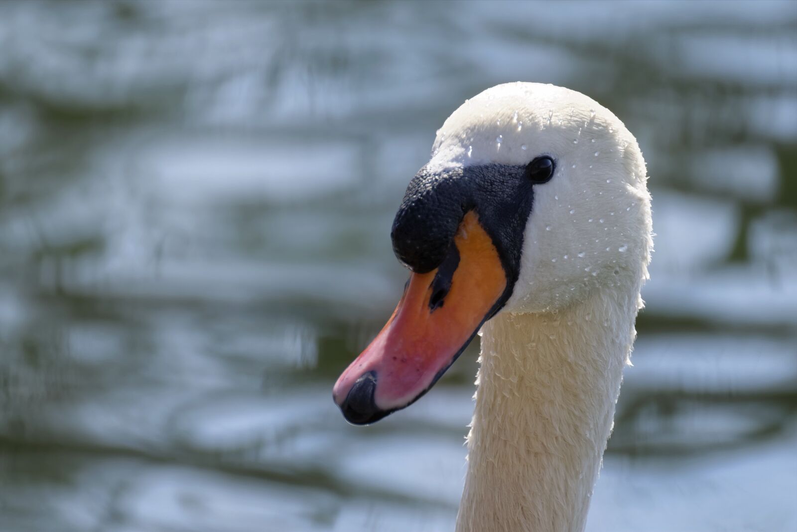 Nikon D5300 sample photo. Head, the swan, beak photography