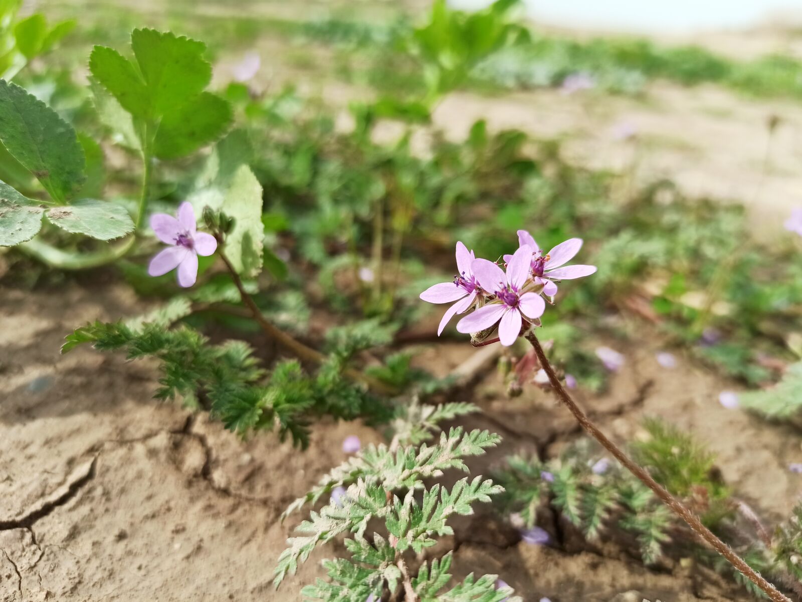 Xiaomi Redmi Note 8 Pro sample photo. Flowers, nature, plants photography