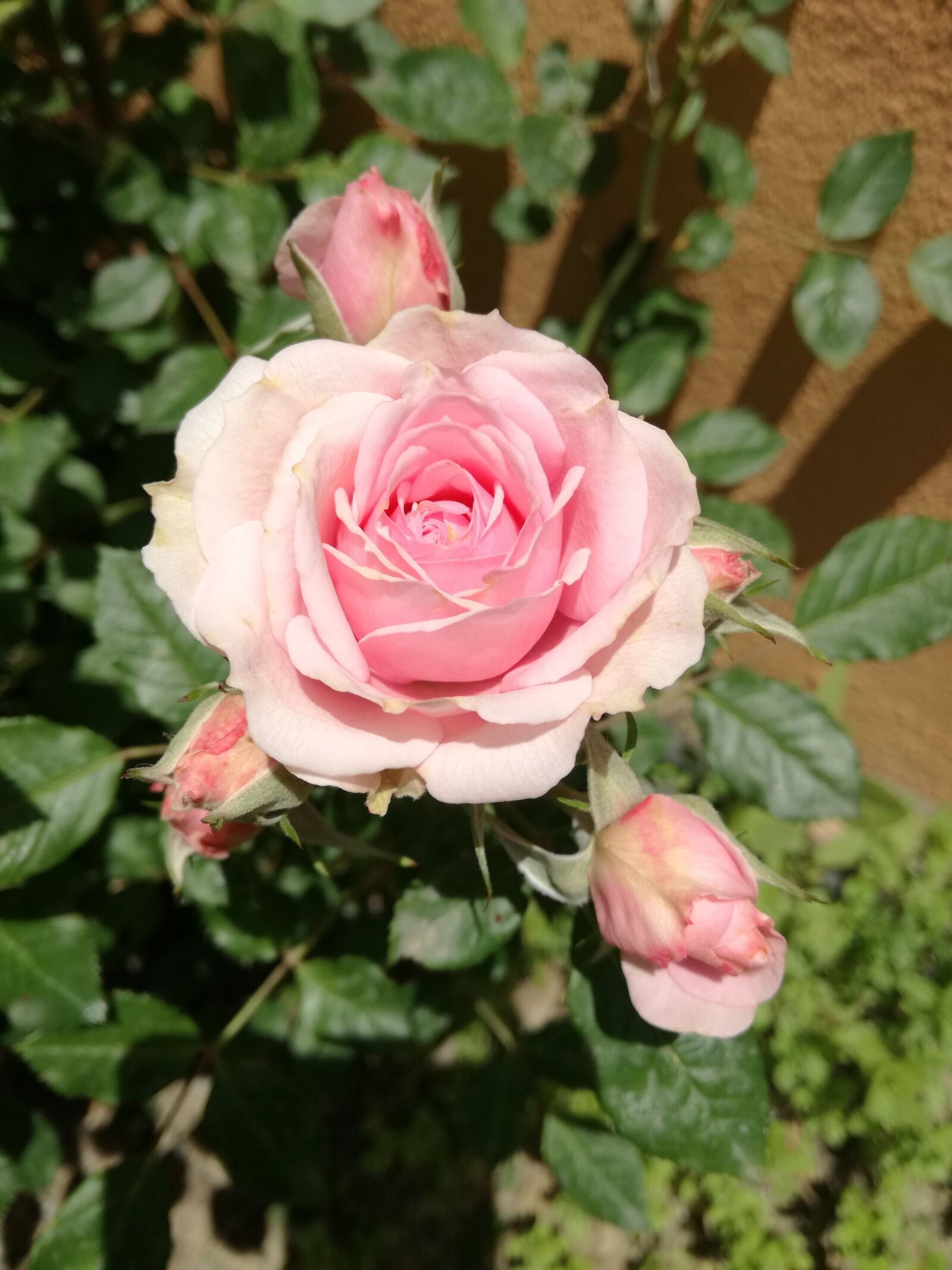 HUAWEI P9 LITE sample photo. Flowers, roses, garden photography