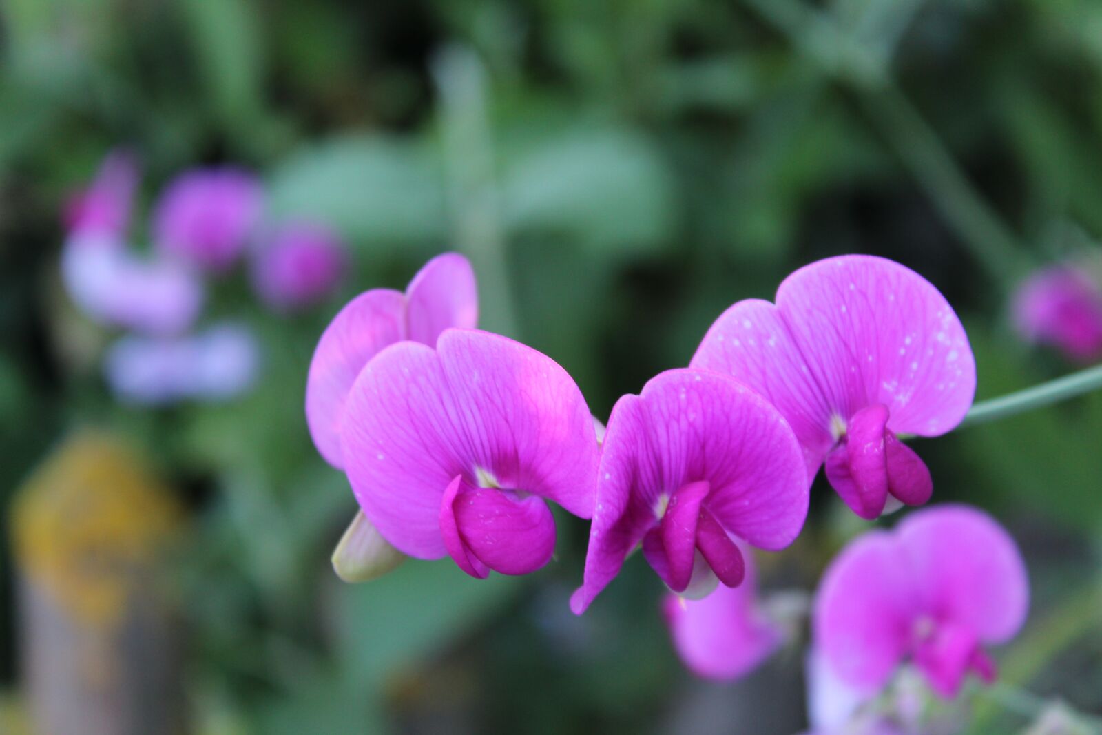 Canon EOS 1300D (EOS Rebel T6 / EOS Kiss X80) sample photo. Flower, purple, blossom photography